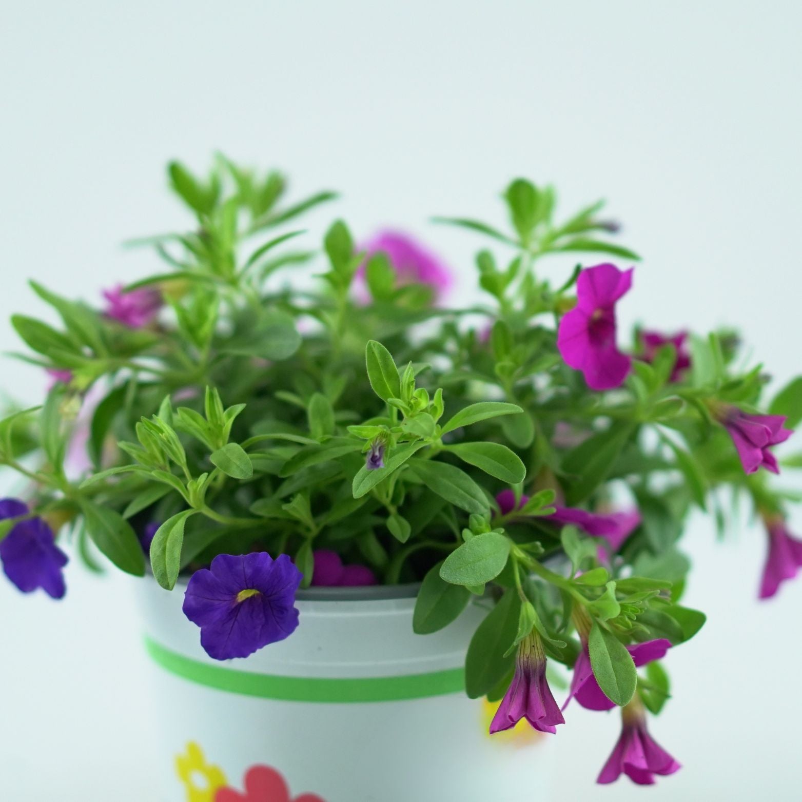 CALIBRACHOA Tysiąc dzwonków Petunia drobnokwiatowa