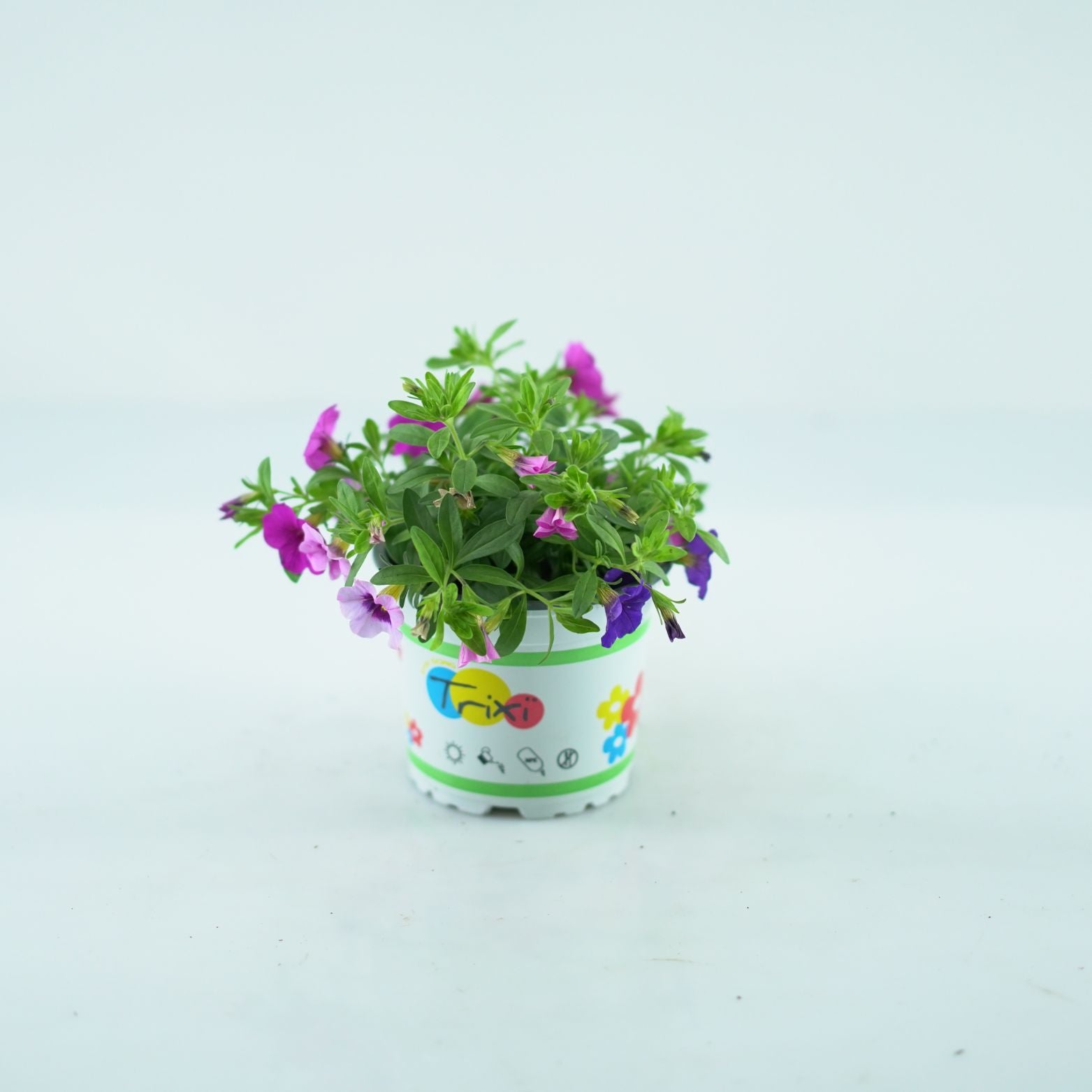 CALIBRACHOA Tysiąc dzwonków Petunia drobnokwiatowa