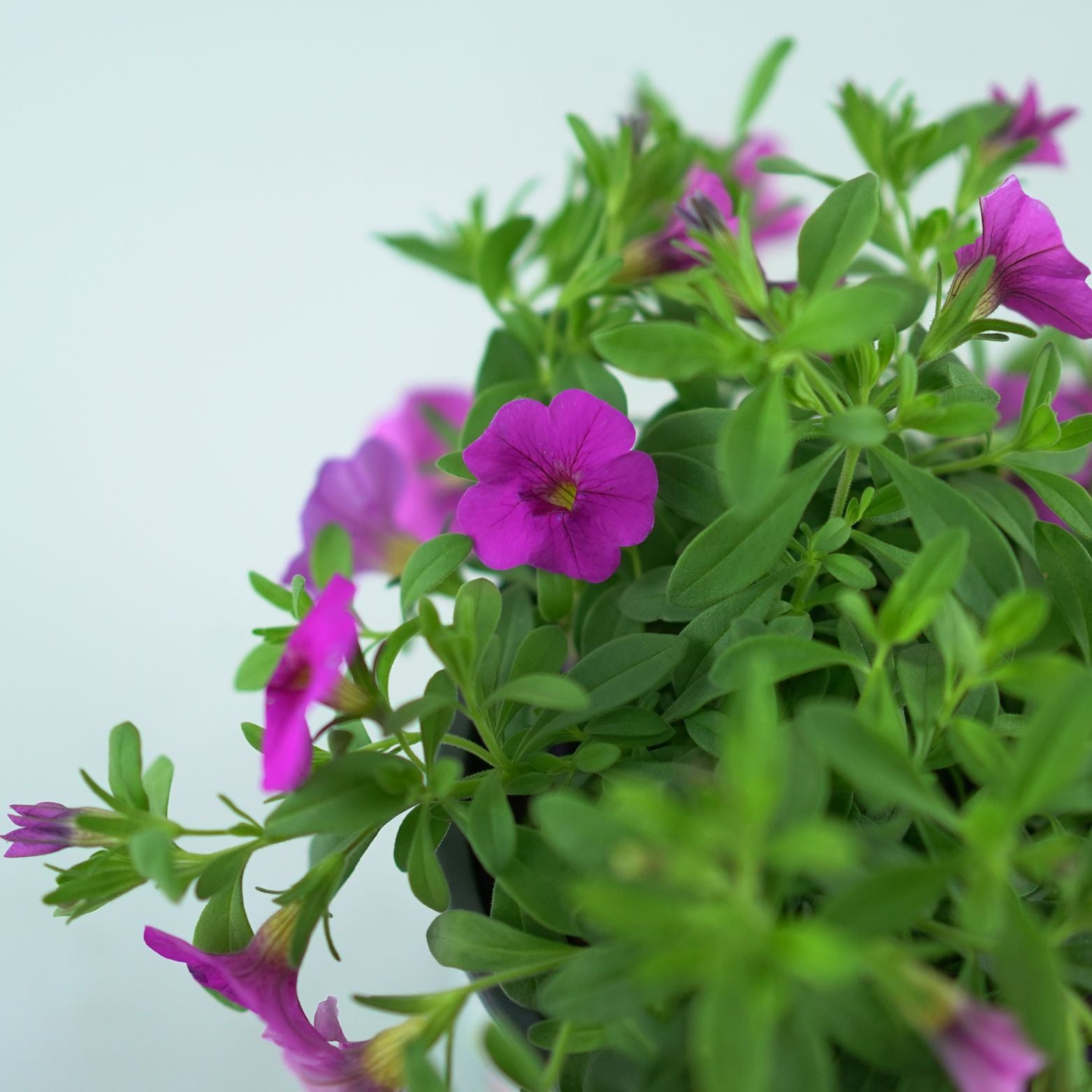 CALIBRACHOA Tysiąc dzwonków Petunia drobnokwiatowa