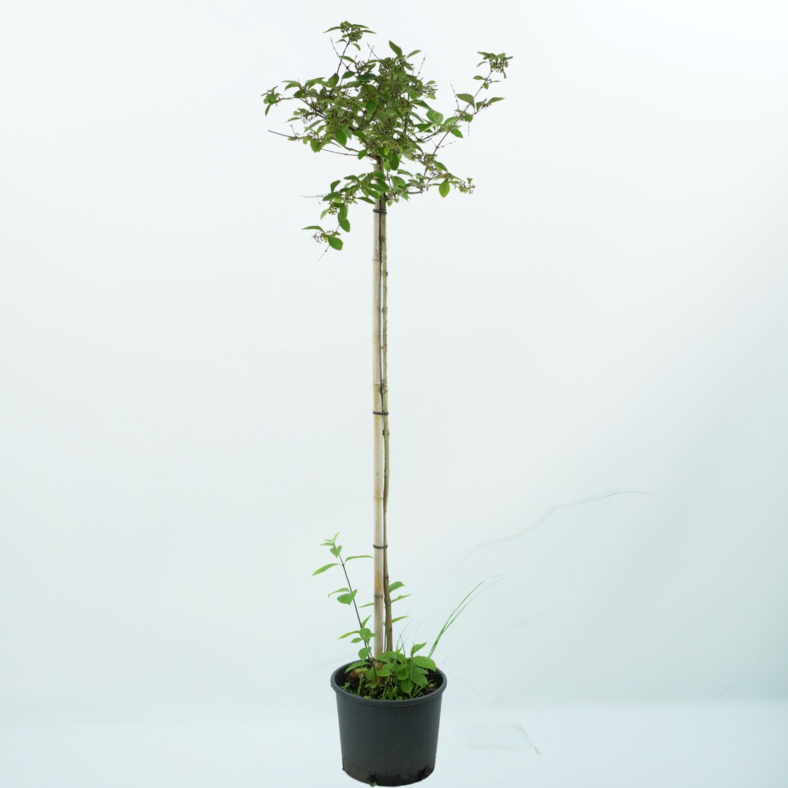 CALLICARPA BODINIERI 'PROFUSION' Pięknotka Bodiniera szczepiona