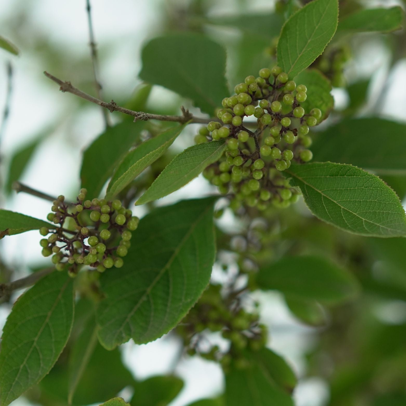 CALLICARPA BODINIERI 'PROFUSION' Pięknotka Bodiniera szczepiona