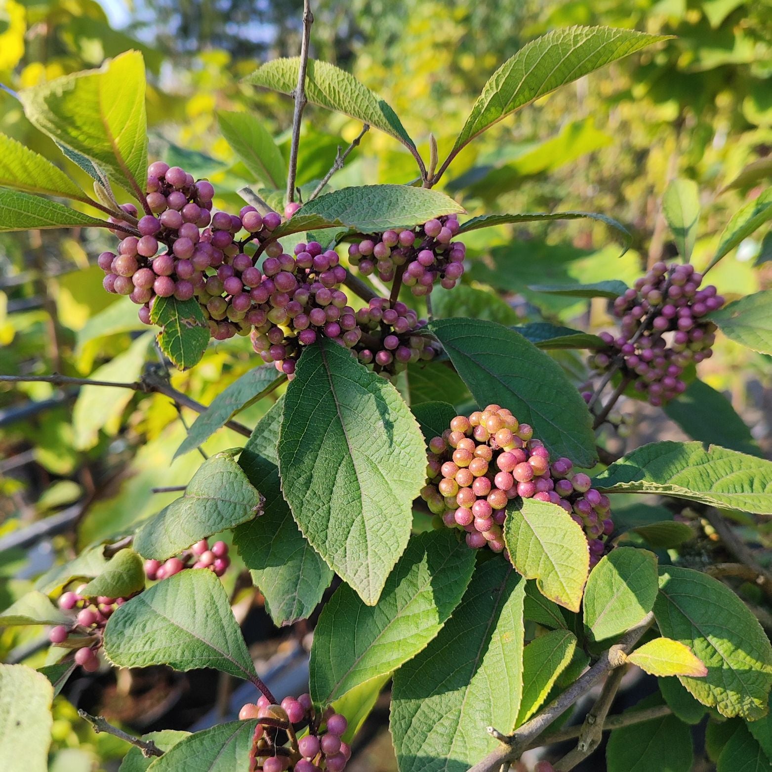 CALLICARPA BODINIERI 'PROFUSION' Pięknotka Bodiniera szczepiona