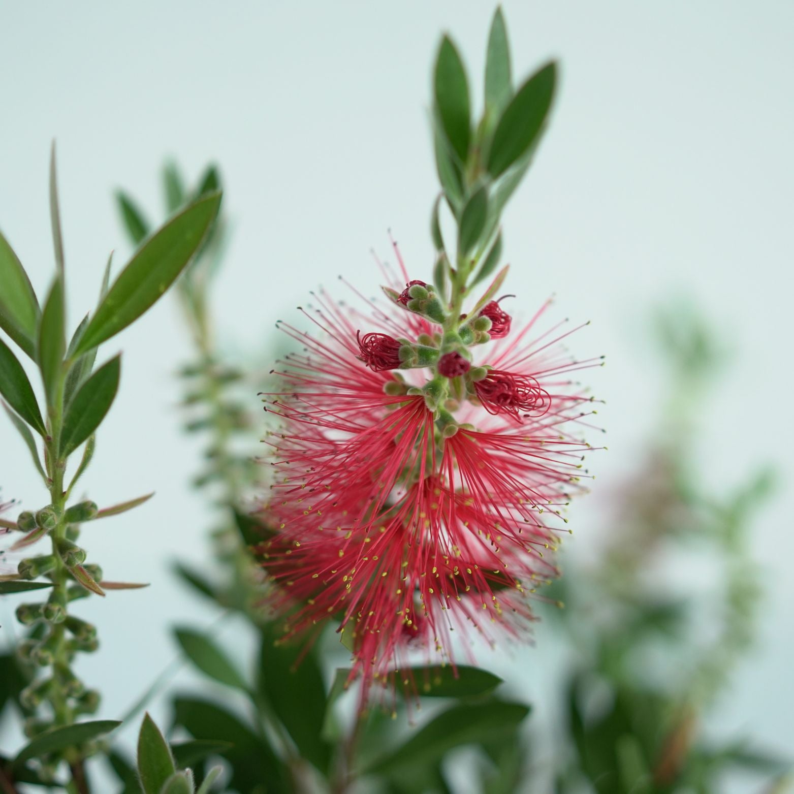 CALLISTEMON CITRINUS Kuflik cytrynowy