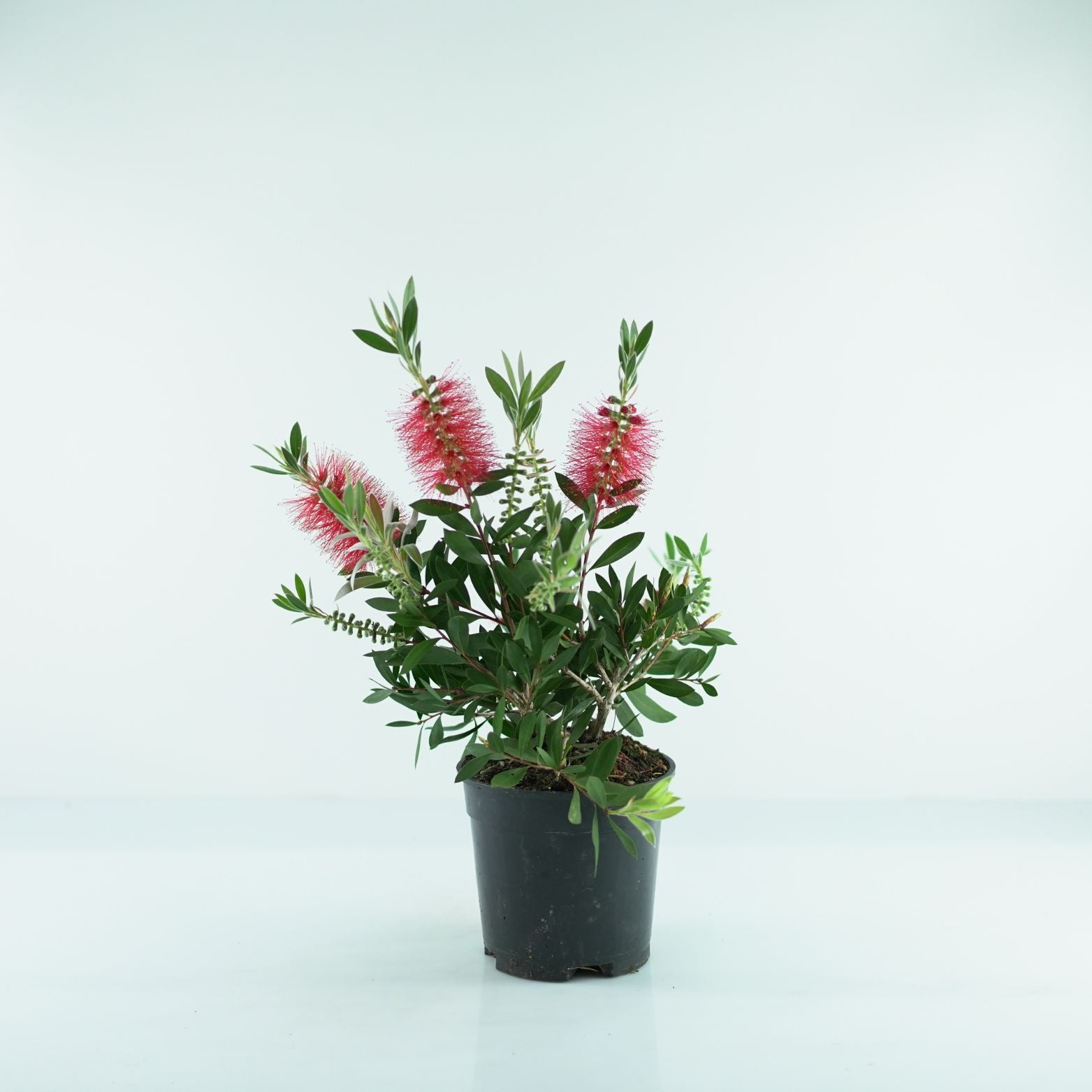 CALLISTEMON CITRINUS Kuflik cytrynowy