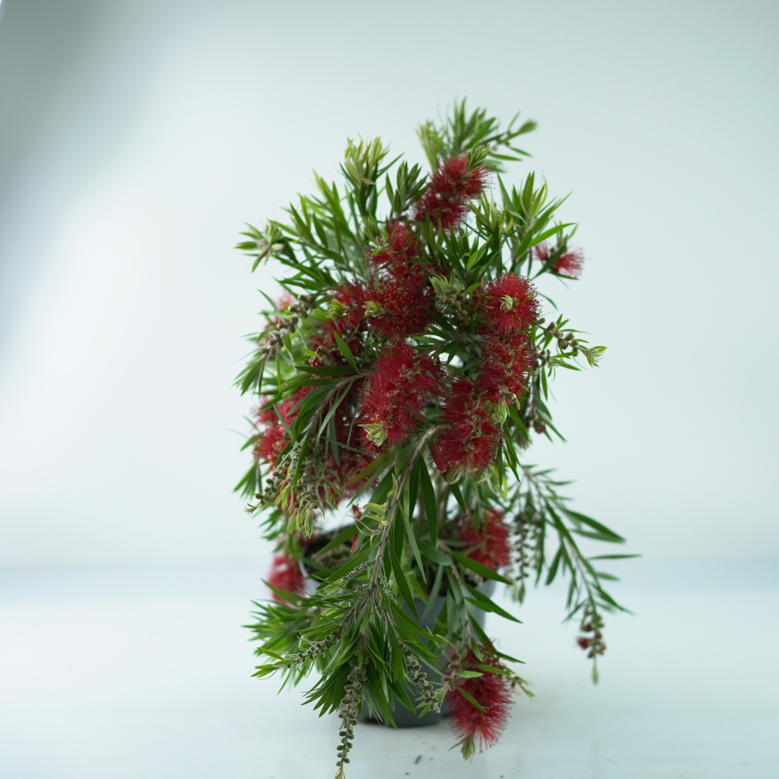 CALLISTEMON 'RED CLUSTER' Szczotkowiec