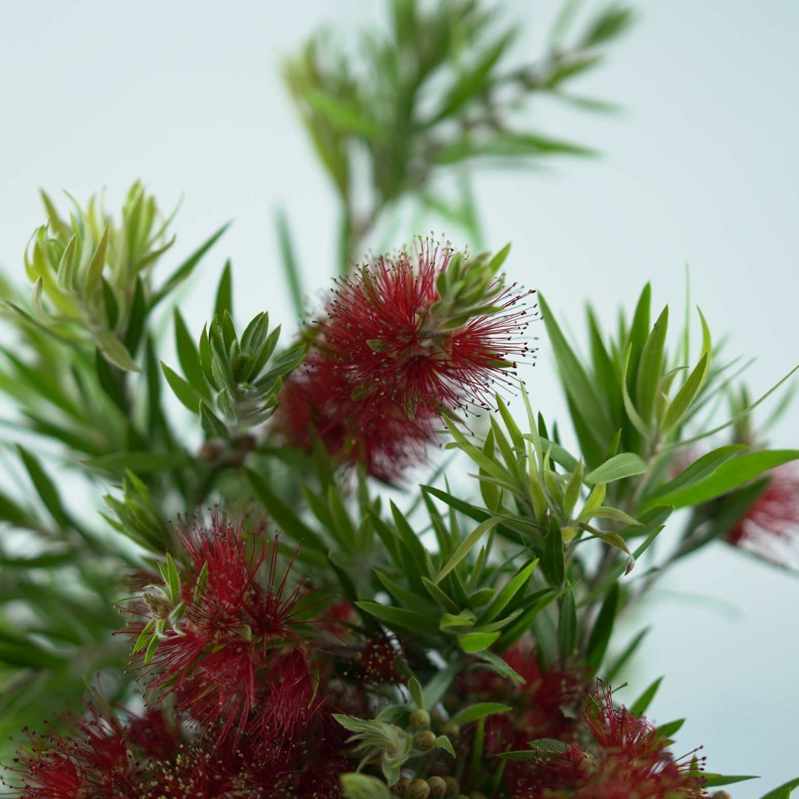 CALLISTEMON 'RED CLUSTER' Szczotkowiec