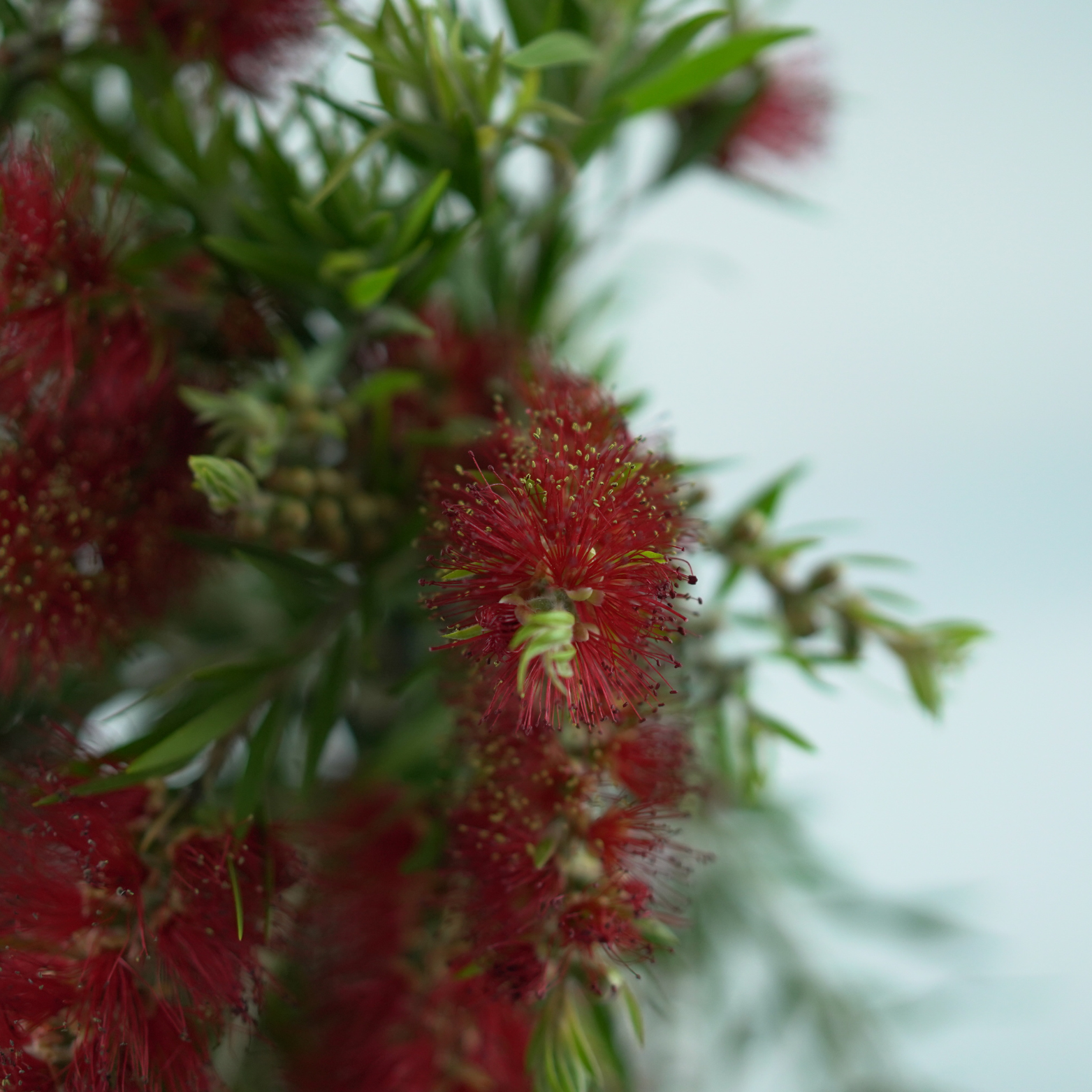 CALLISTEMON 'RED CLUSTER' Szczotkowiec