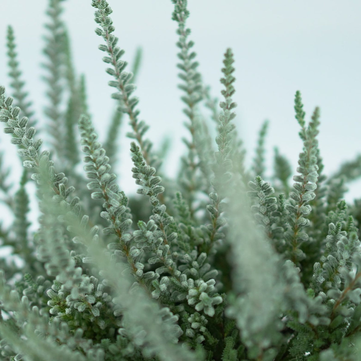 CALLUNA VULGARIS 'Sunset Fluffy' Wrzos pospolity