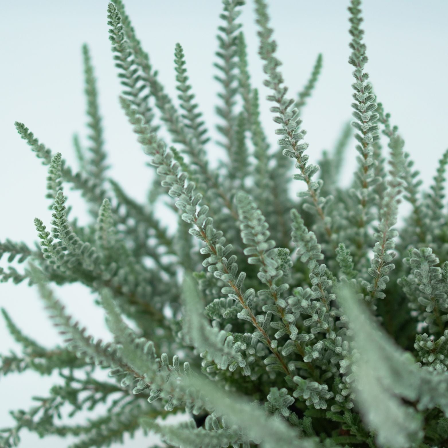 CALLUNA VULGARIS 'Sunset Fluffy' Wrzos pospolity