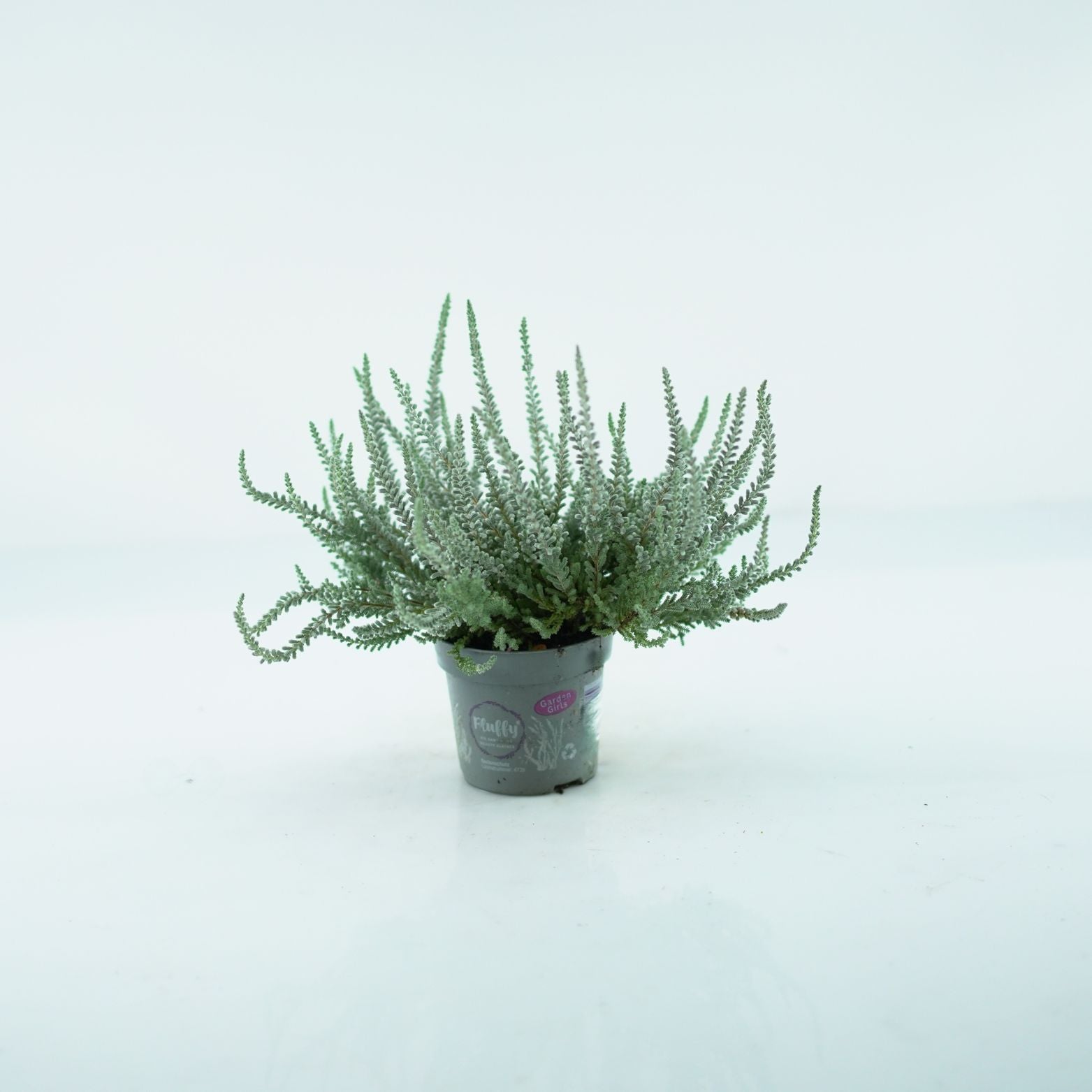 CALLUNA VULGARIS 'Sunset Fluffy' Wrzos pospolity