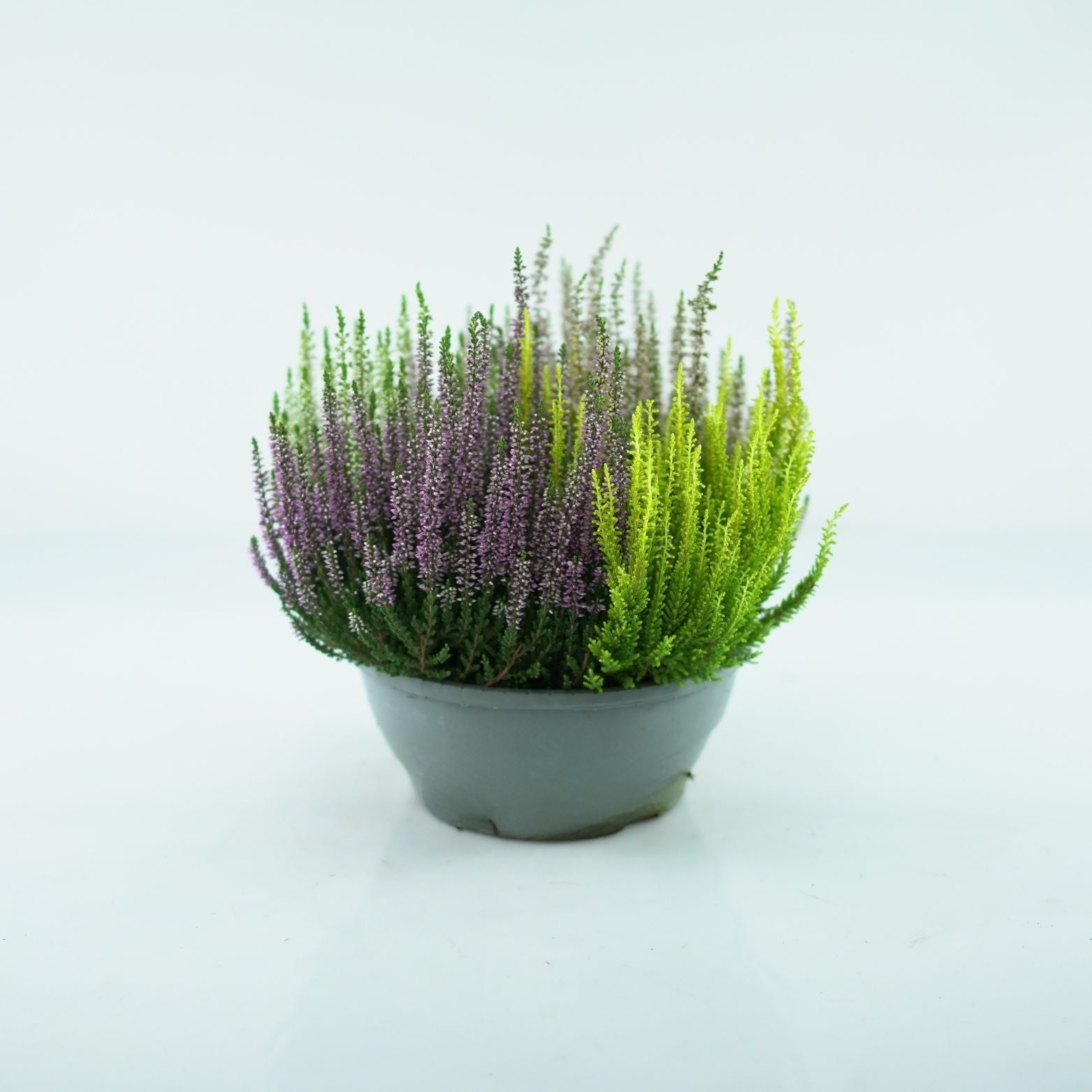 CALLUNA_VULGARIS_Beauty_Ladies_High_Five