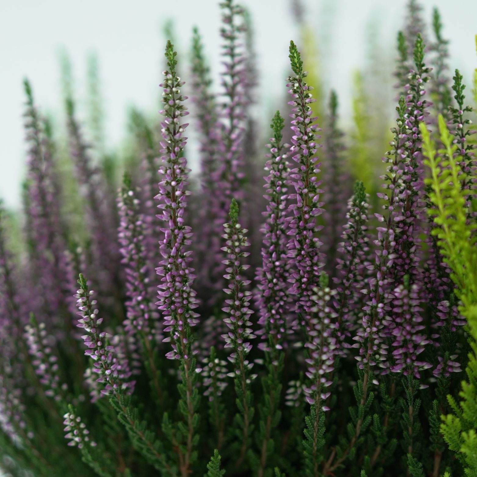 CALLUNA_VULGARIS_Beauty_Ladies_High_Five