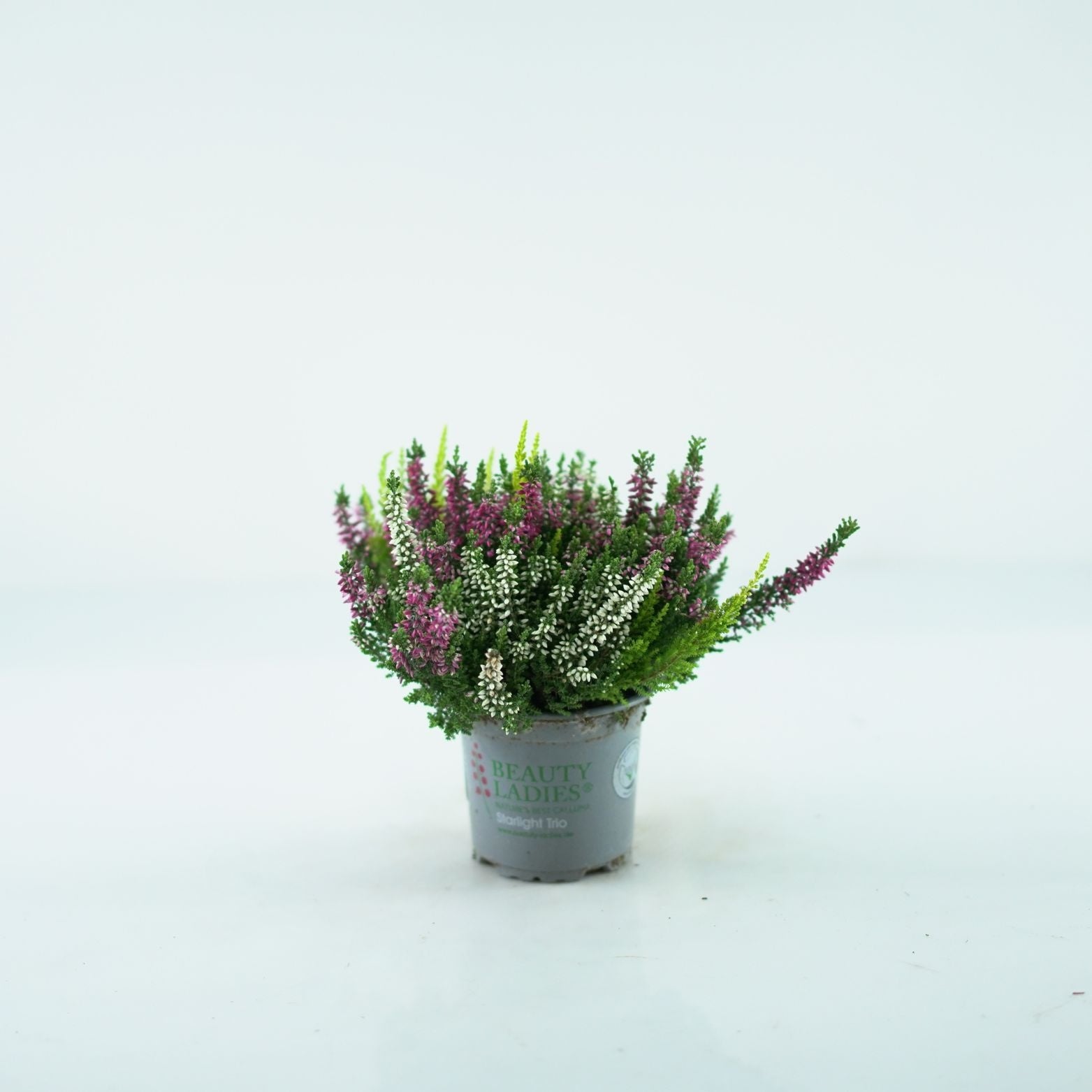 CALLUNA_VULGARIS_Beauty_Ladies_Trio