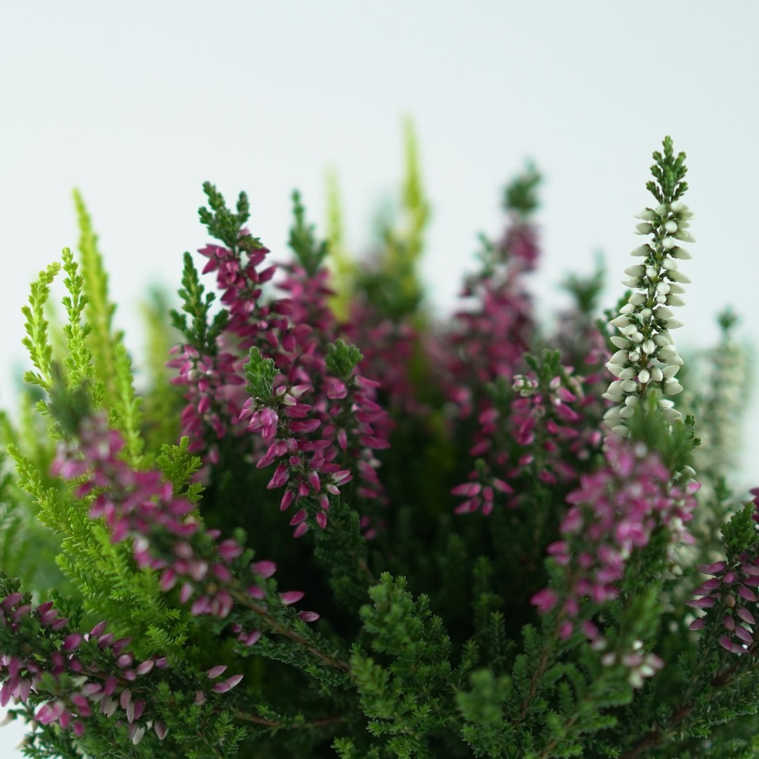 CALLUNA_VULGARIS_Beauty_Ladies_Trio