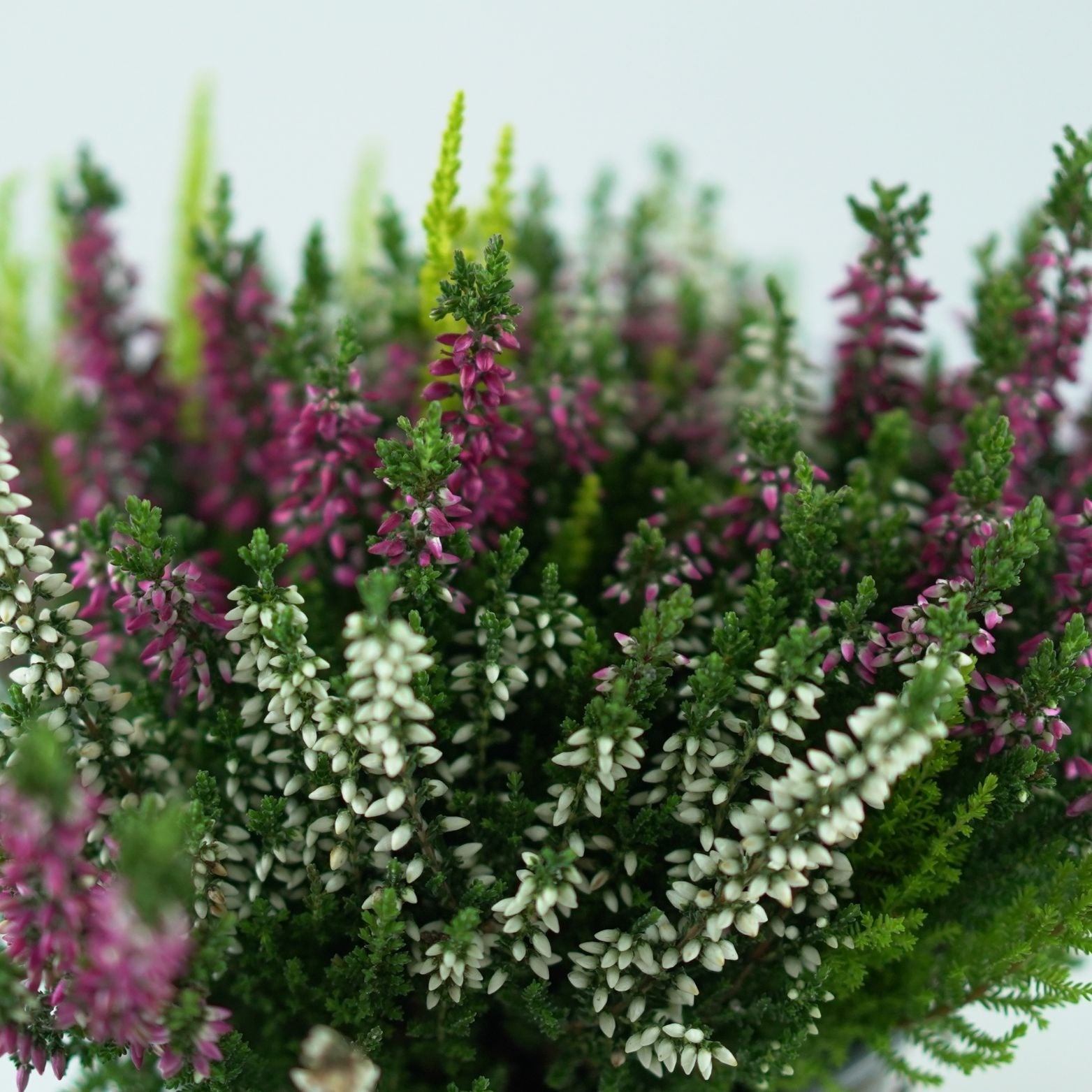 CALLUNA_VULGARIS_Beauty_Ladies_Trio