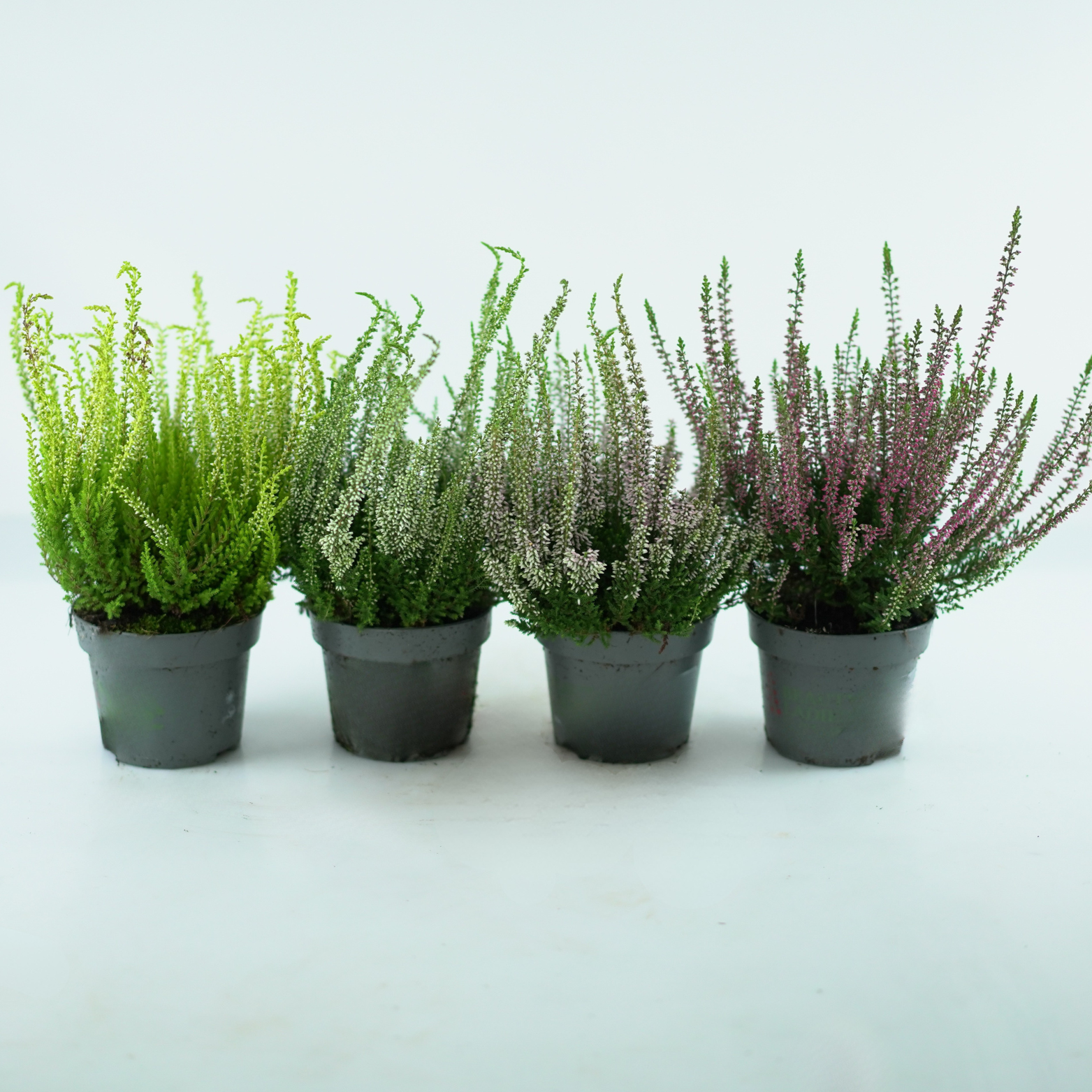 CALLUNA VULGARIS ‘Beauty Ladies’ Wrzos pospolity