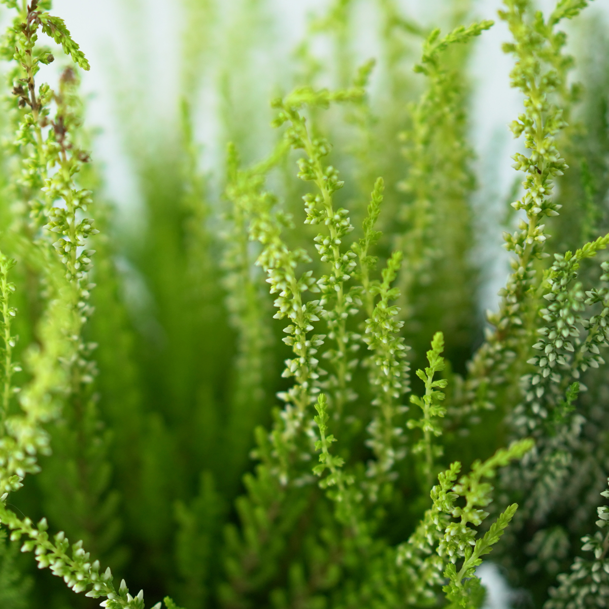 CALLUNA VULGARIS ‘Beauty Ladies’ Wrzos pospolity