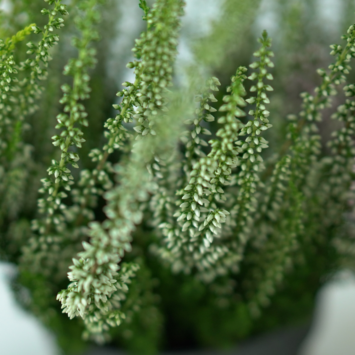 CALLUNA VULGARIS ‘Beauty Ladies’ Wrzos pospolity