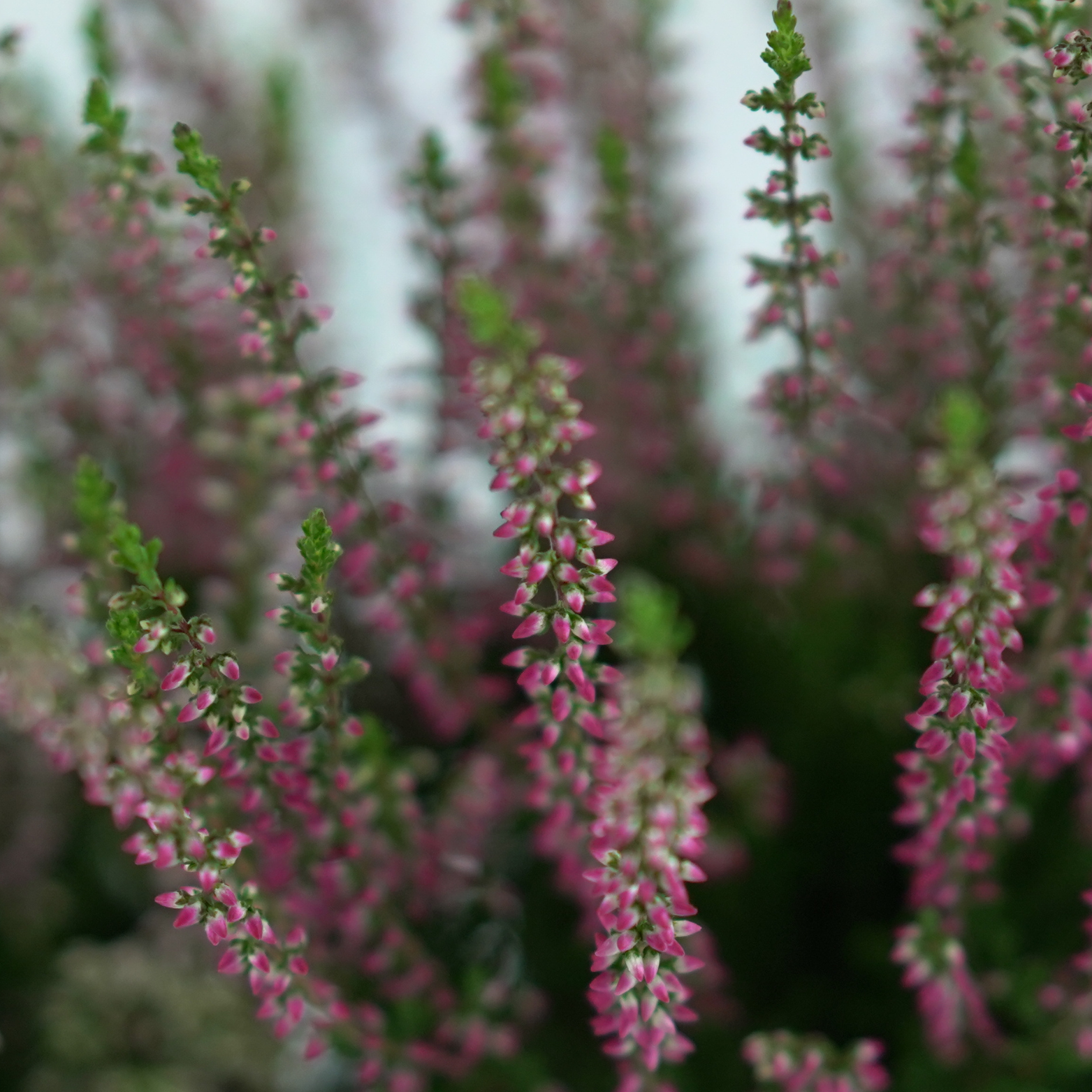 CALLUNA VULGARIS ‘Beauty Ladies’ Wrzos pospolity