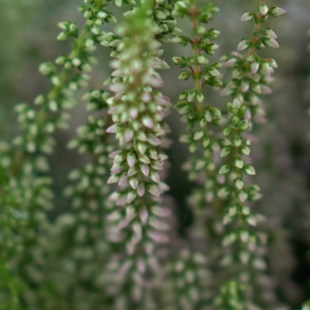 CALLUNA VULGARIS ‘Beauty Ladies’ Wrzos pospolity