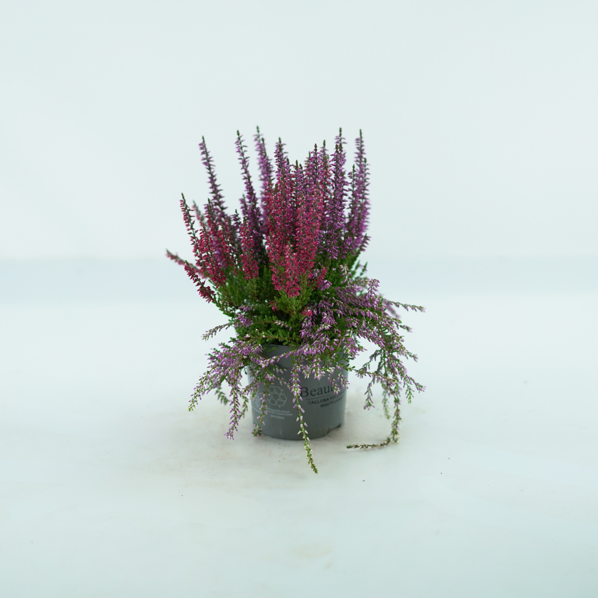 CALLUNA VULGARIS Wrzosowa kompozycja