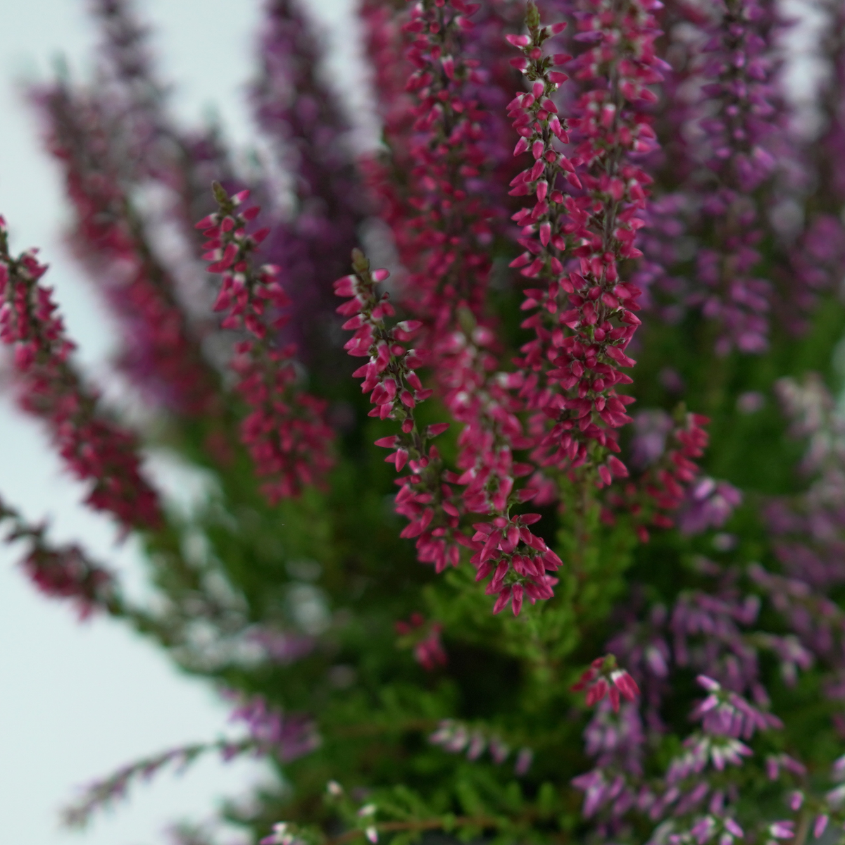 CALLUNA VULGARIS Wrzosowa kompozycja