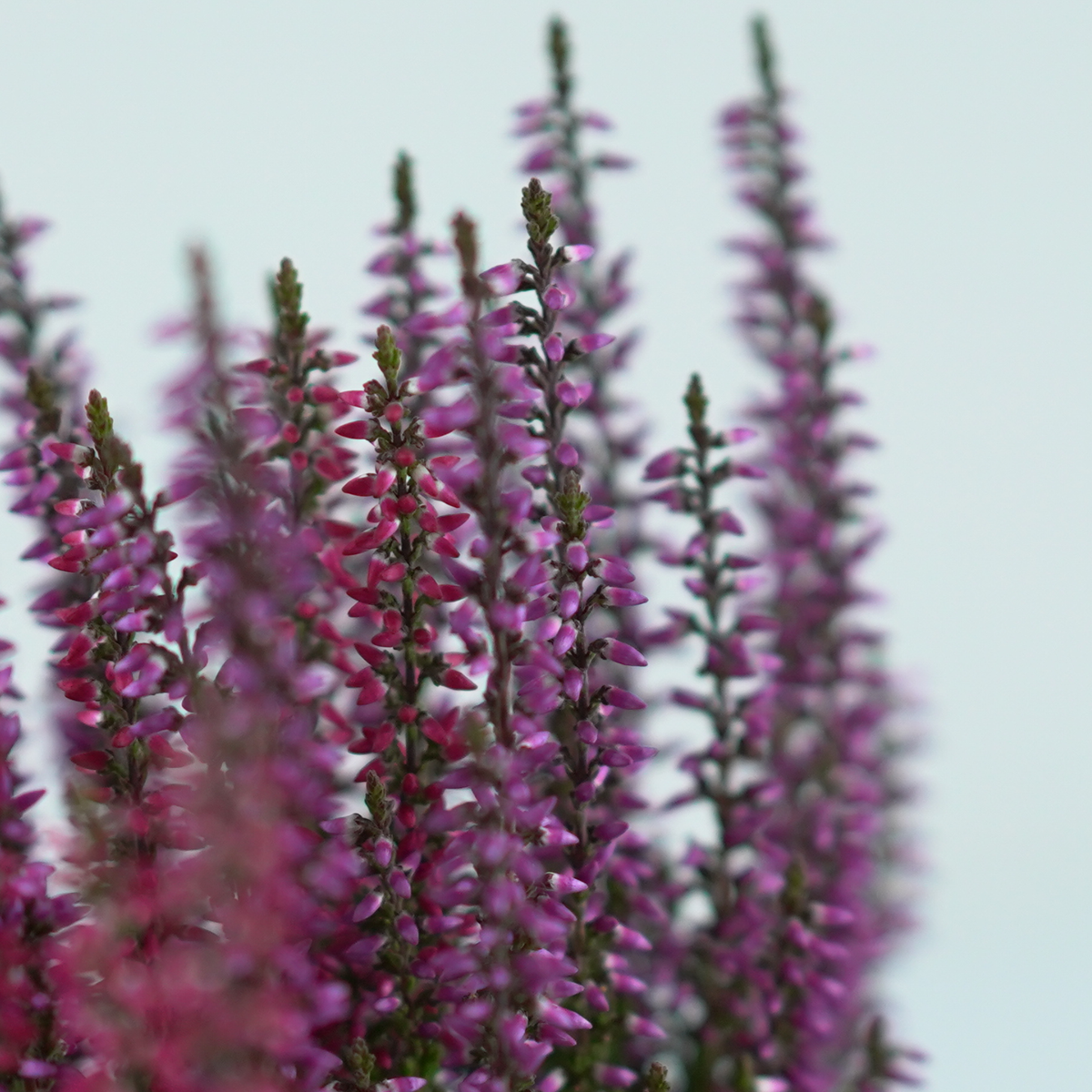 CALLUNA VULGARIS Wrzosowa kompozycja