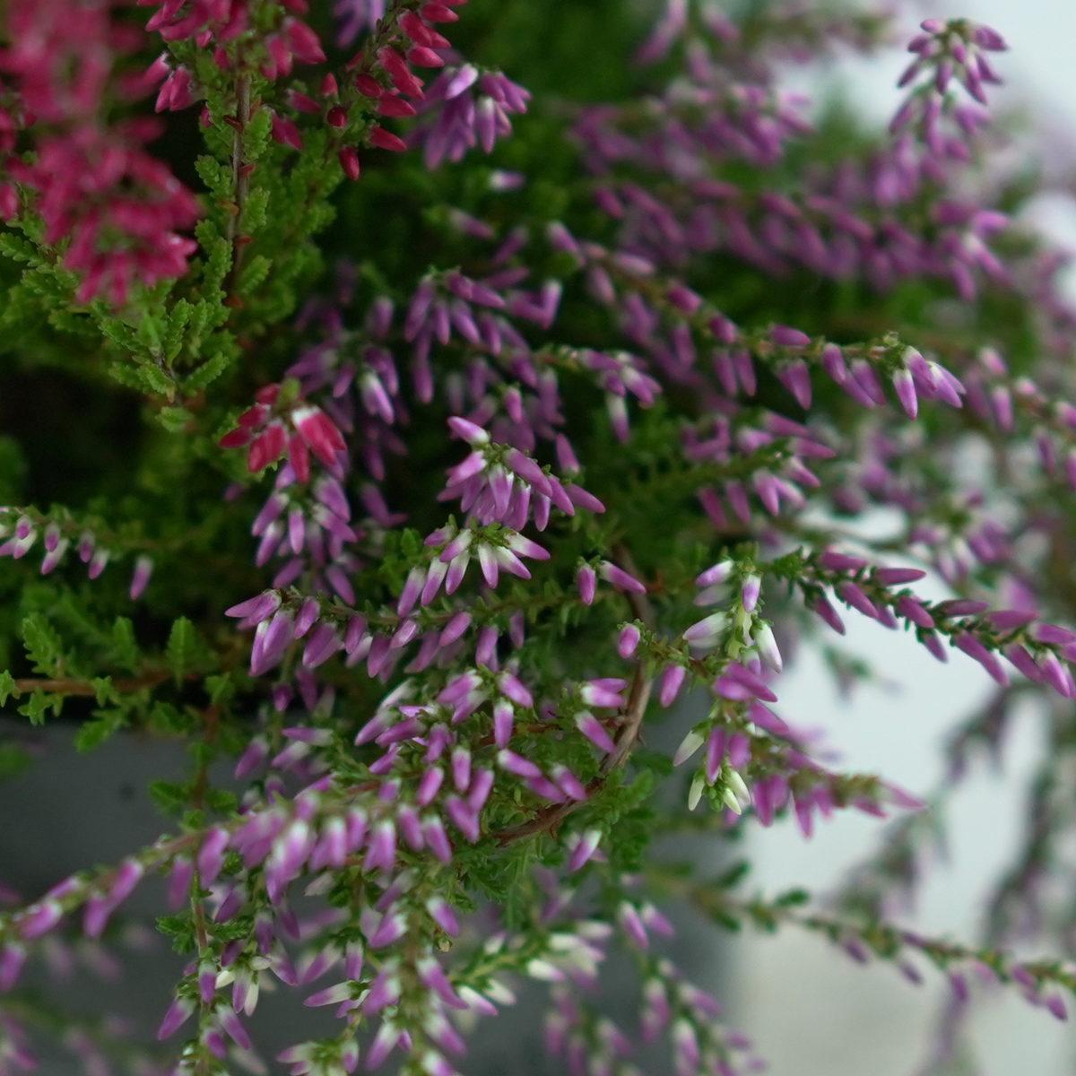 CALLUNA VULGARIS Wrzosowa kompozycja
