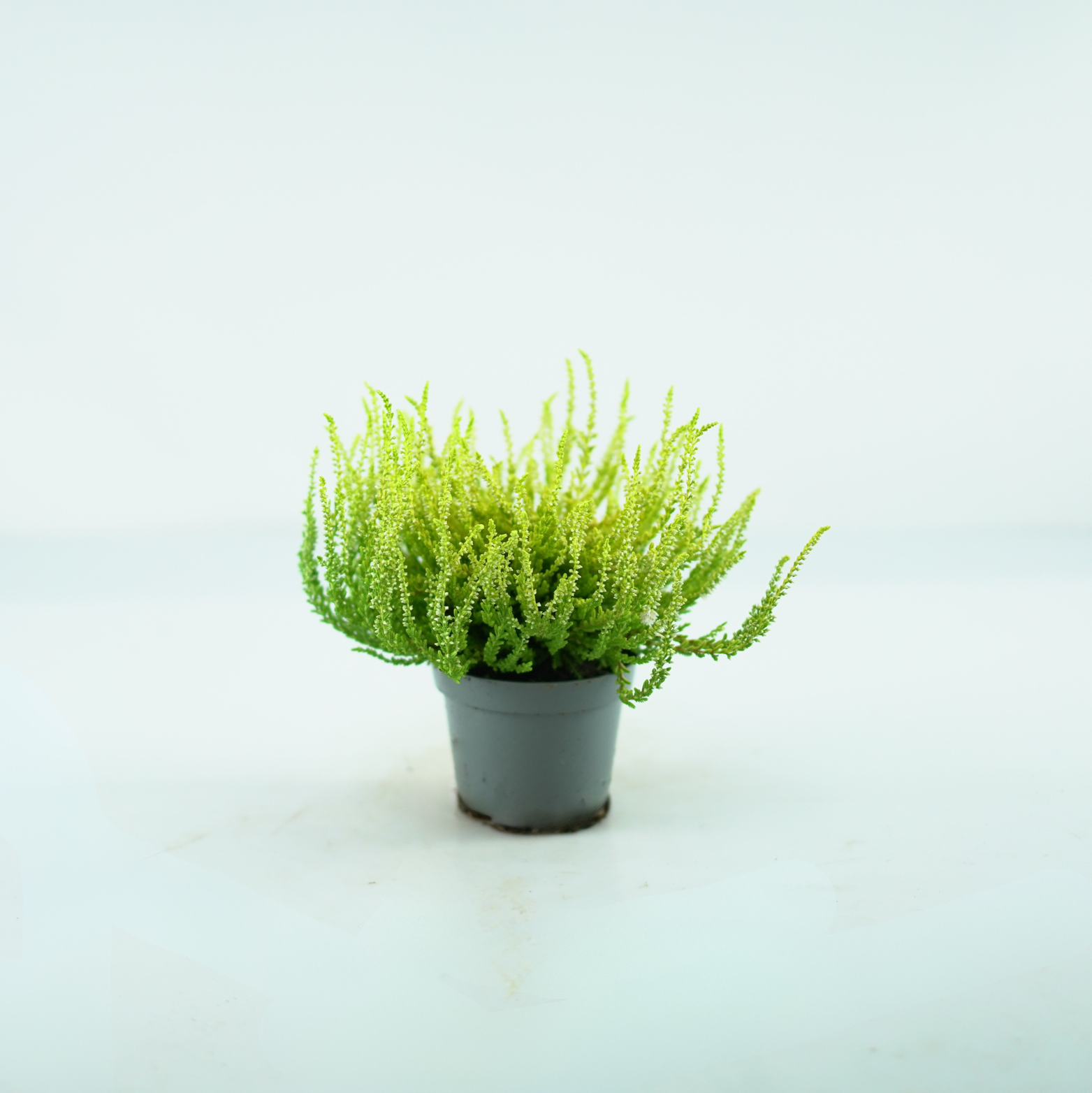 CALLUNA VULGARIS 'DART'S PARROT' Wrzos pospolity