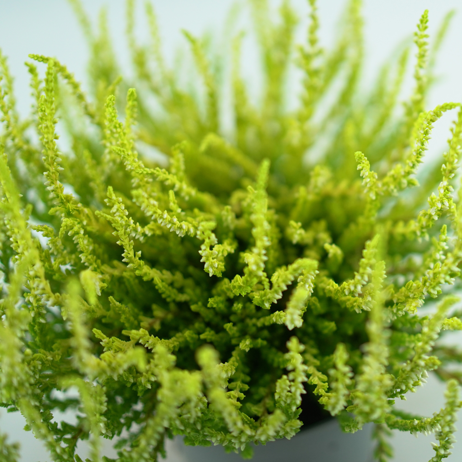 CALLUNA VULGARIS 'DART'S PARROT' Wrzos pospolity