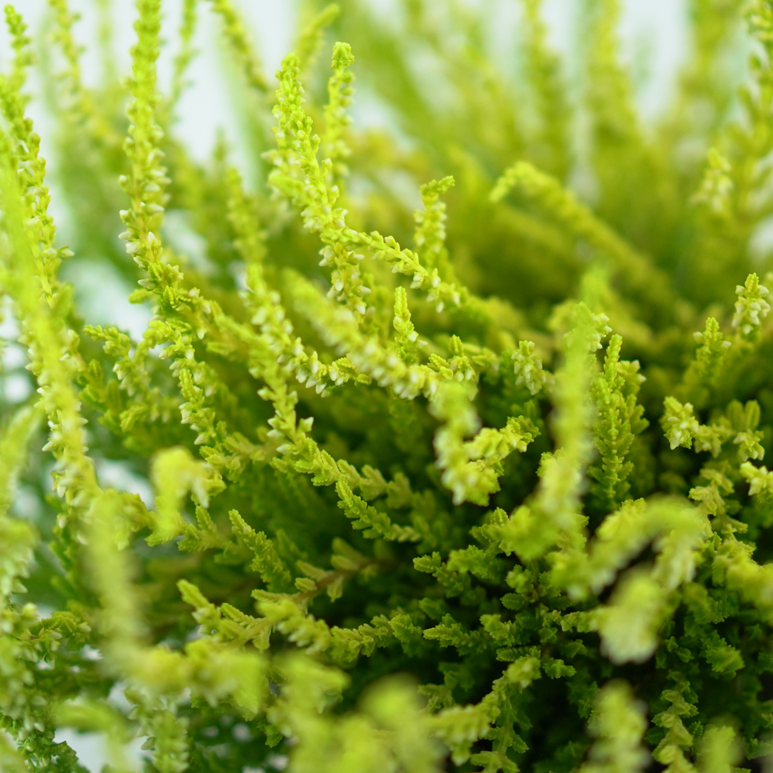 CALLUNA VULGARIS 'DART'S PARROT' Wrzos pospolity