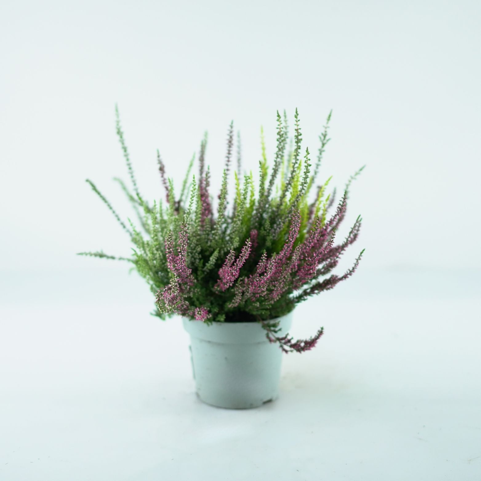 CALLUNA_VULGARIS_Beauty_Ladies_Quattro