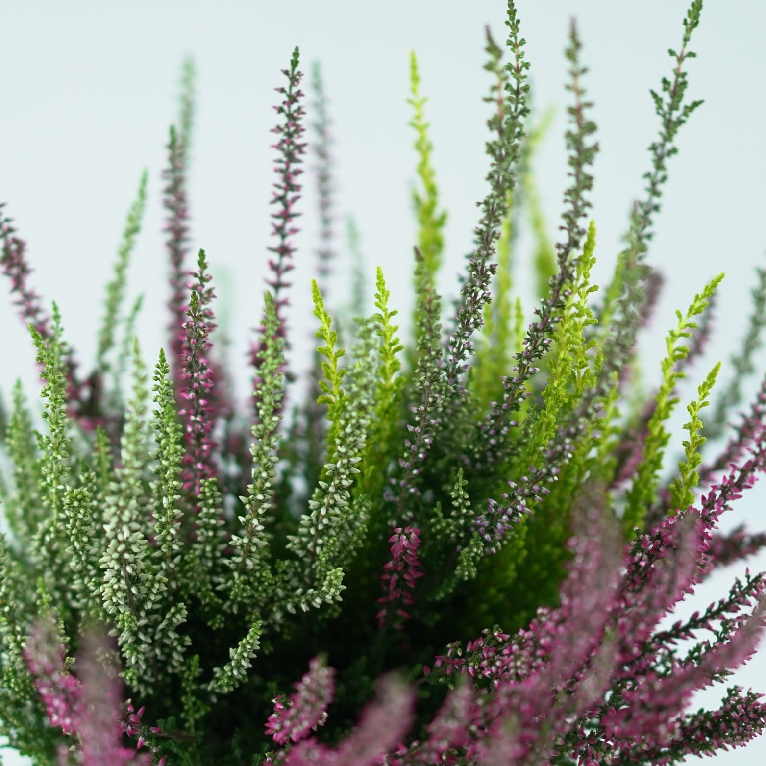 CALLUNA_VULGARIS_Beauty_Ladies_Quattro