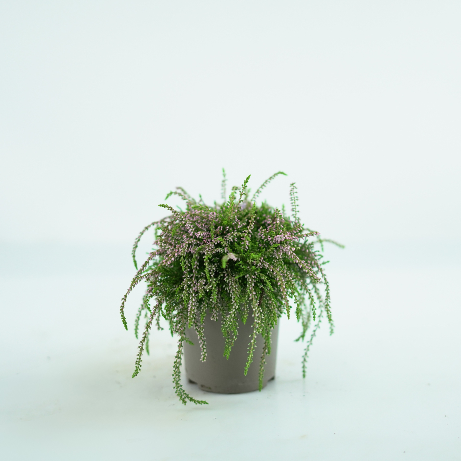CALLUNA VULGARIS 'Rasta Girls' Wrzos pospolity, zwisający