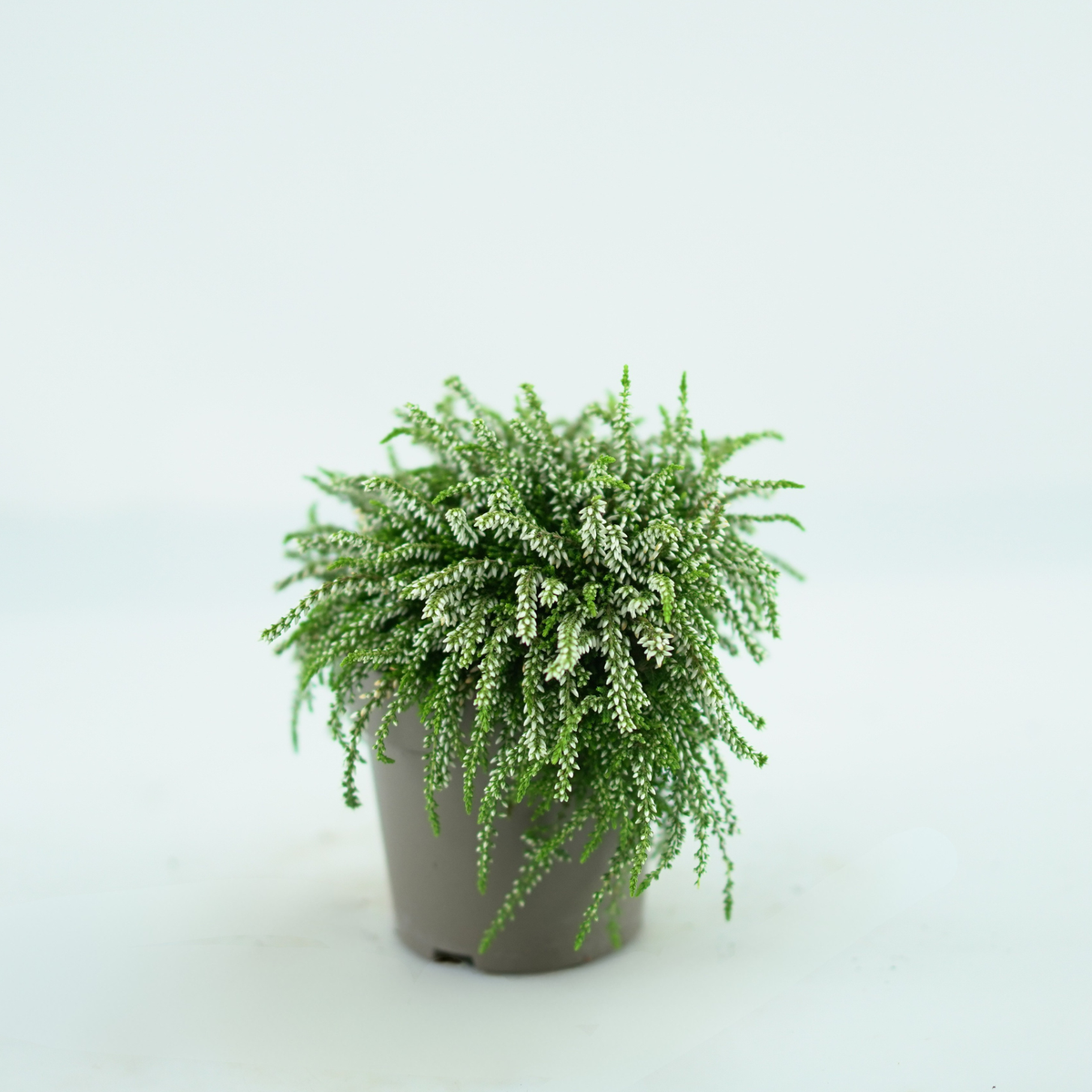 CALLUNA VULGARIS 'Rasta Girls' Wrzos pospolity, zwisający