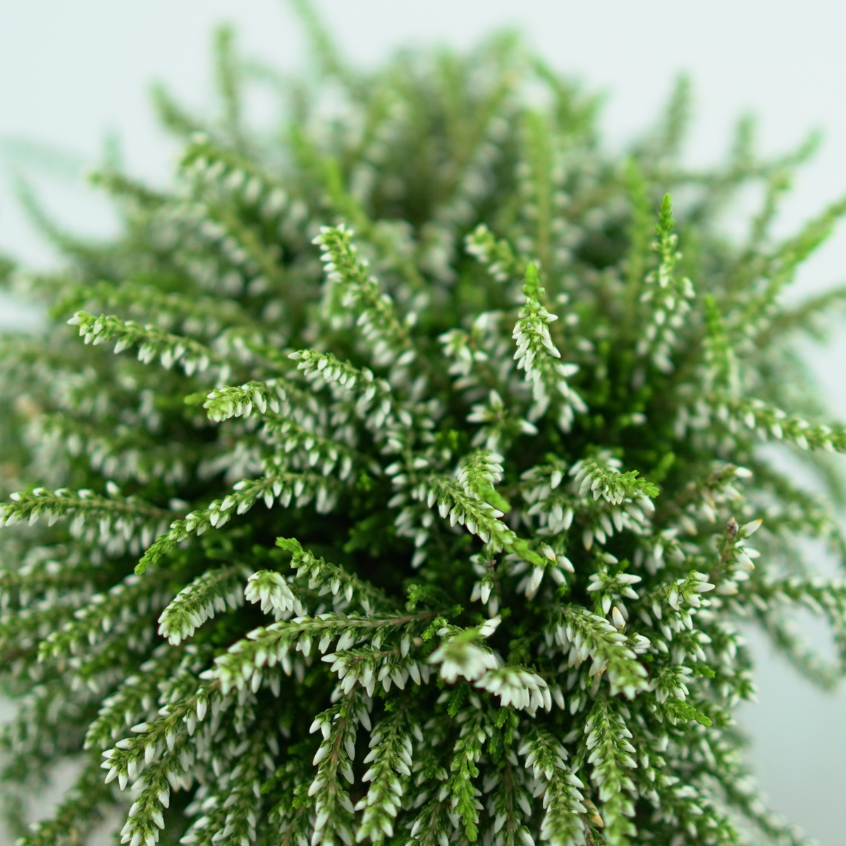 CALLUNA VULGARIS 'Rasta Girls' Wrzos pospolity, zwisający