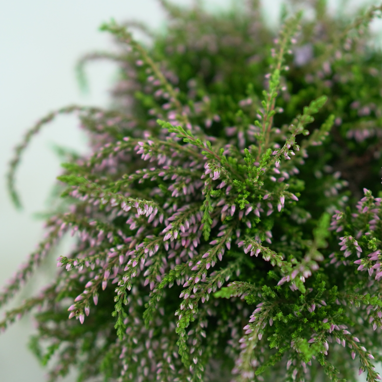 CALLUNA VULGARIS 'Rasta Girls' Wrzos pospolity, zwisający