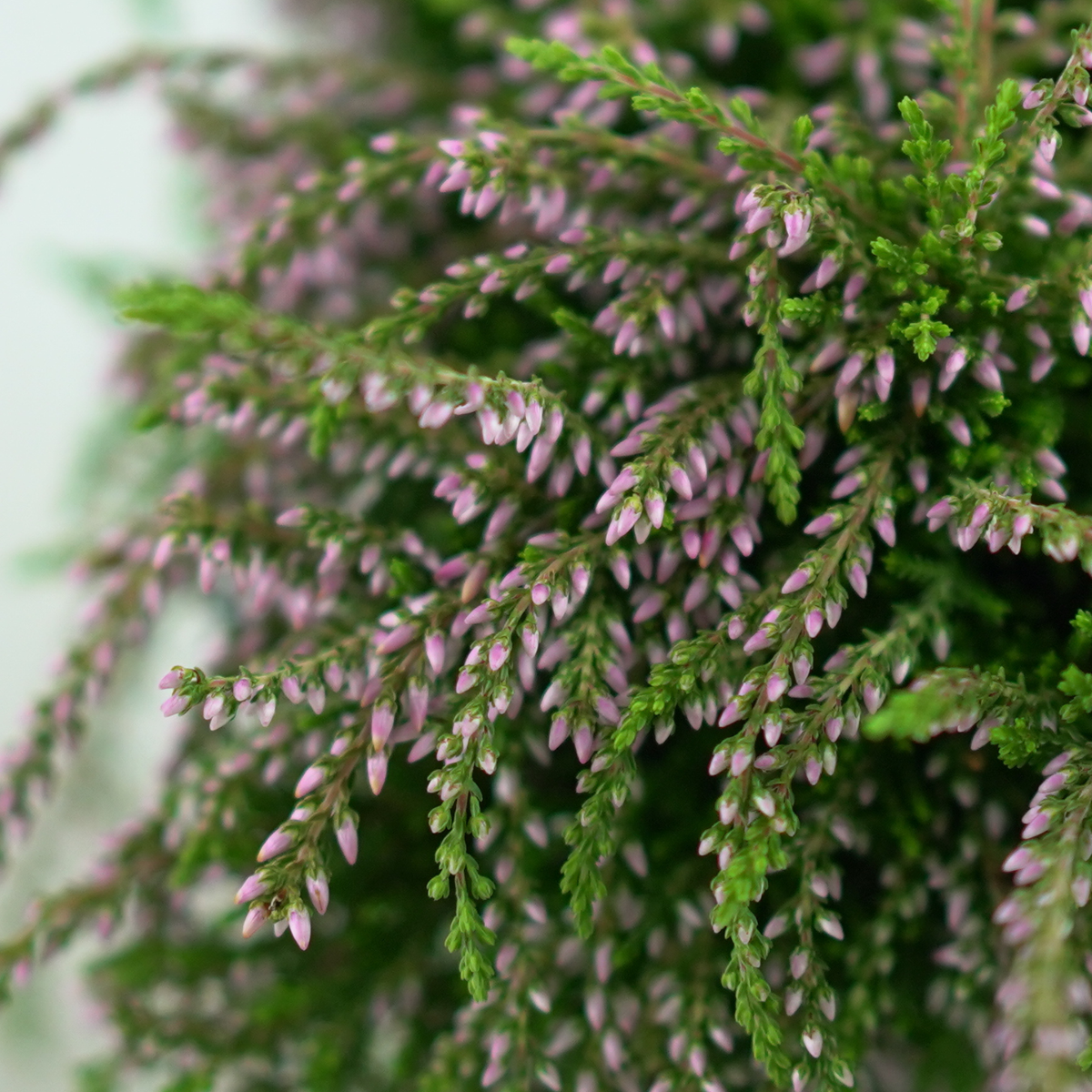 CALLUNA VULGARIS 'Rasta Girls' Wrzos pospolity, zwisający