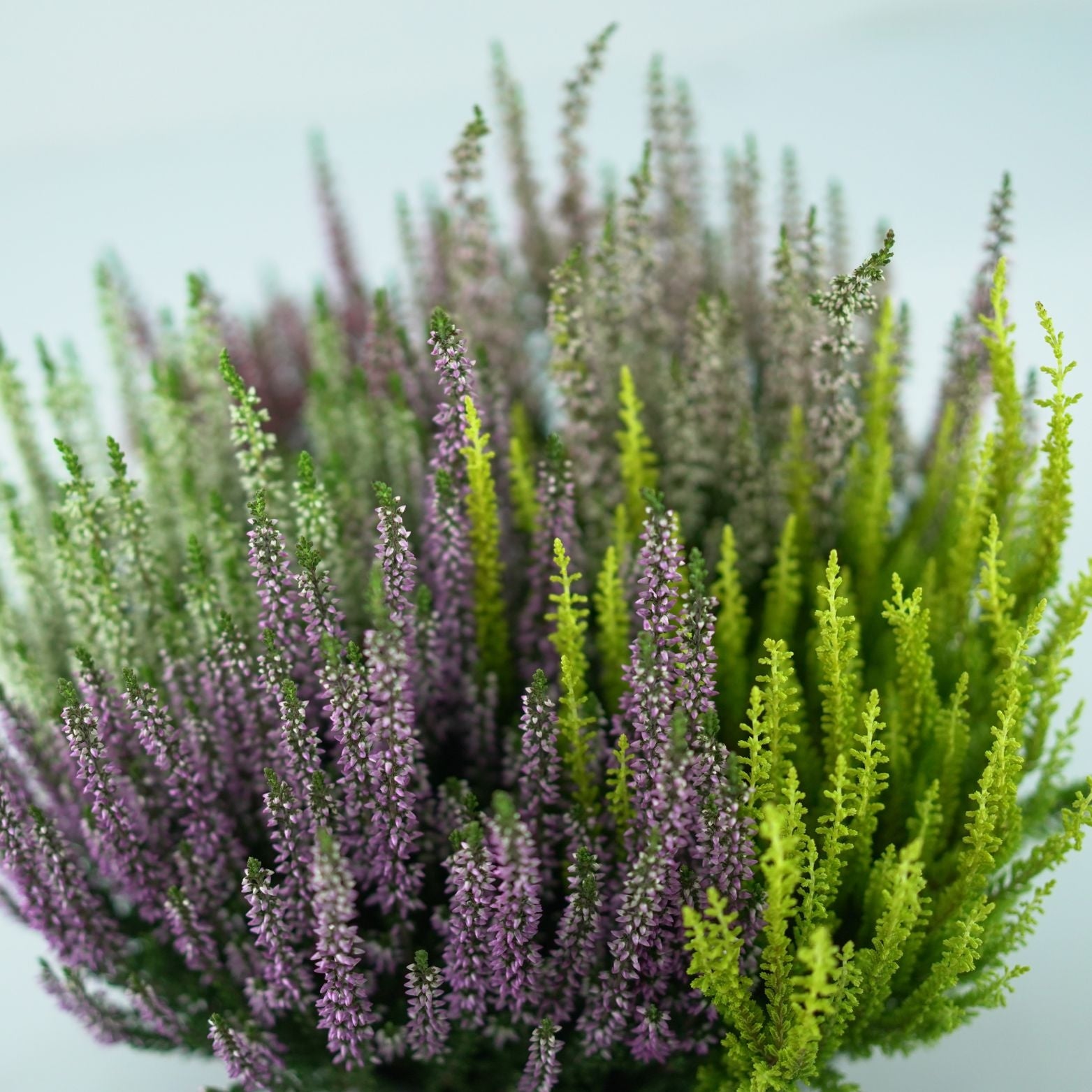 CALLUNA_VULGARIS_Beauty_Ladies_High_Five