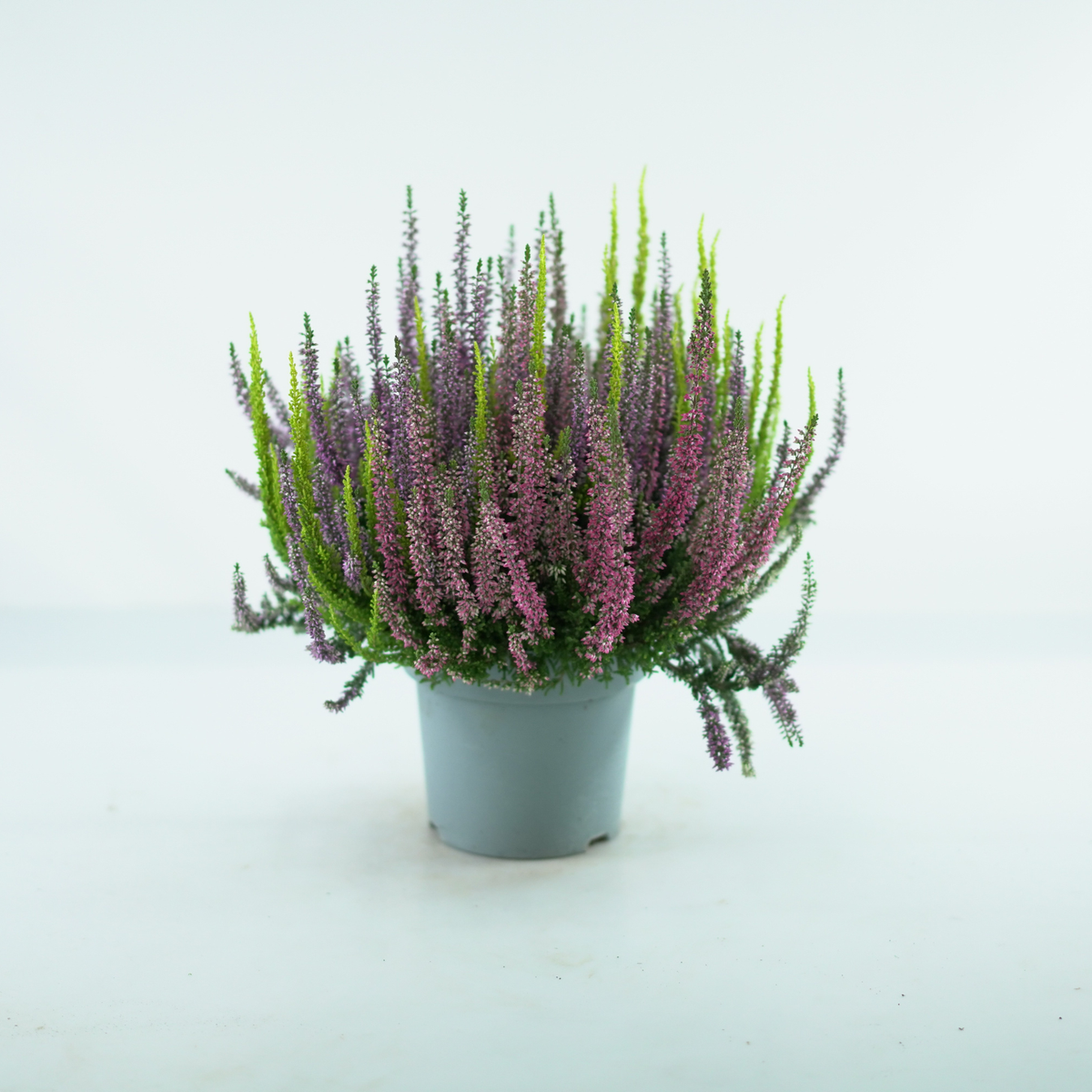 CALLUNA VULGARIS ‘Beauty Ladies Trio’ Wrzos pospolity