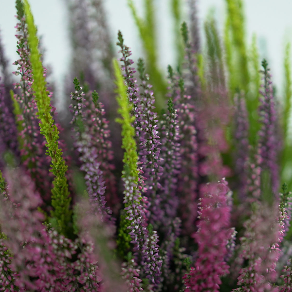 CALLUNA VULGARIS ‘Beauty Ladies Trio’ Wrzos pospolity