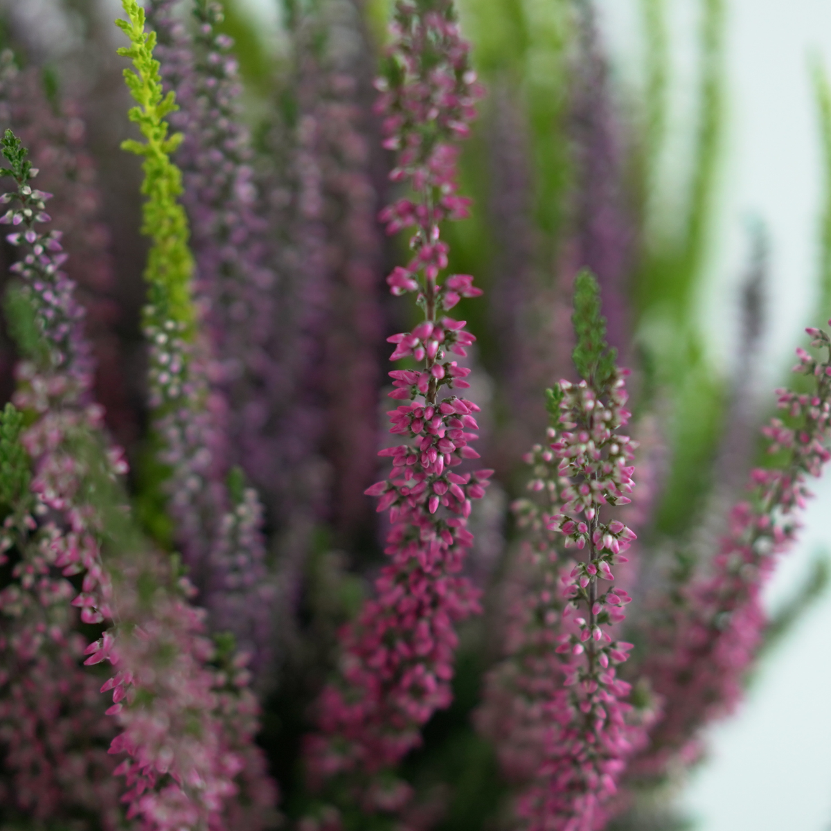 CALLUNA VULGARIS ‘Beauty Ladies Trio’ Wrzos pospolity