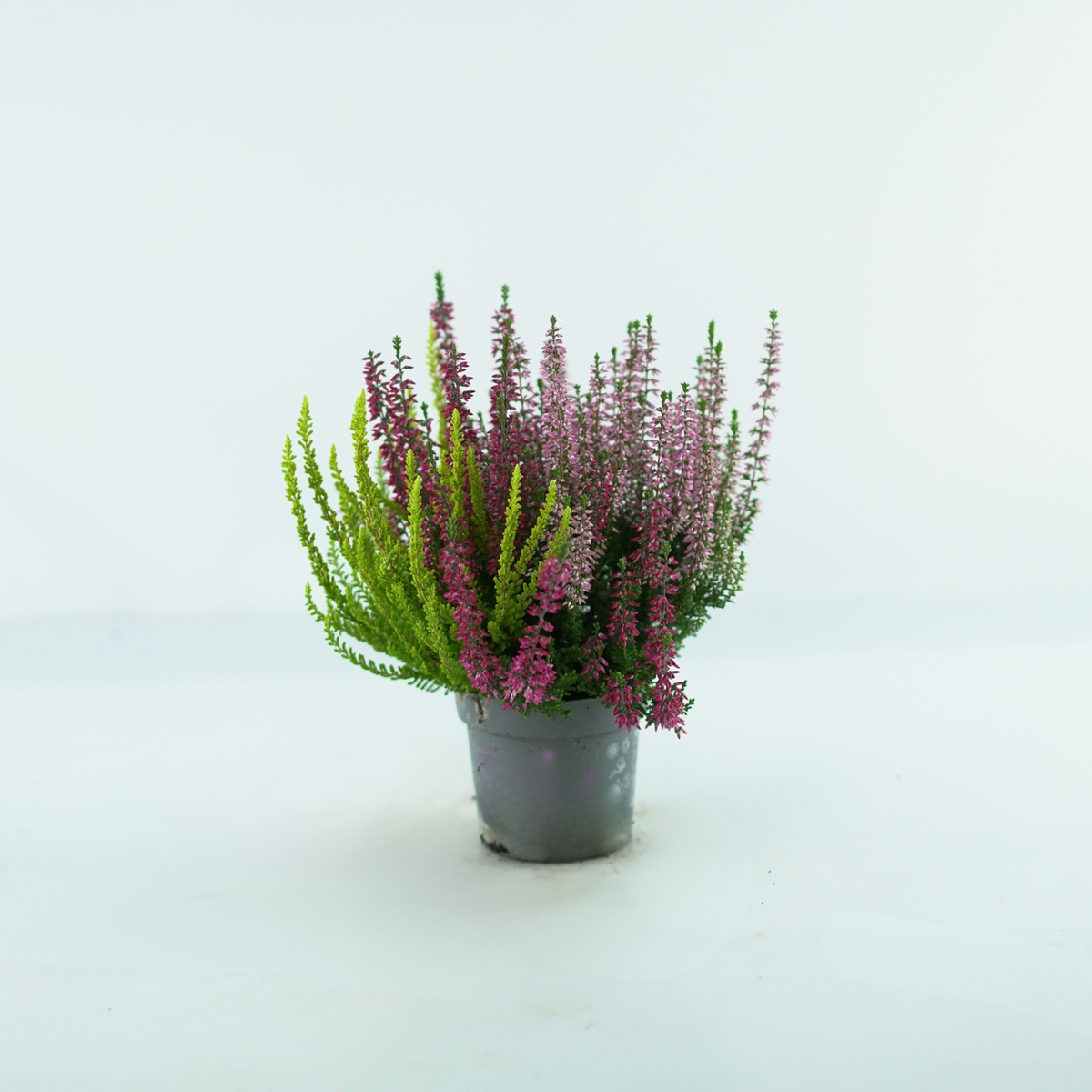 CALLUNA VULGARIS ‘Beauty Ladies Trio’ Wrzos pospolity