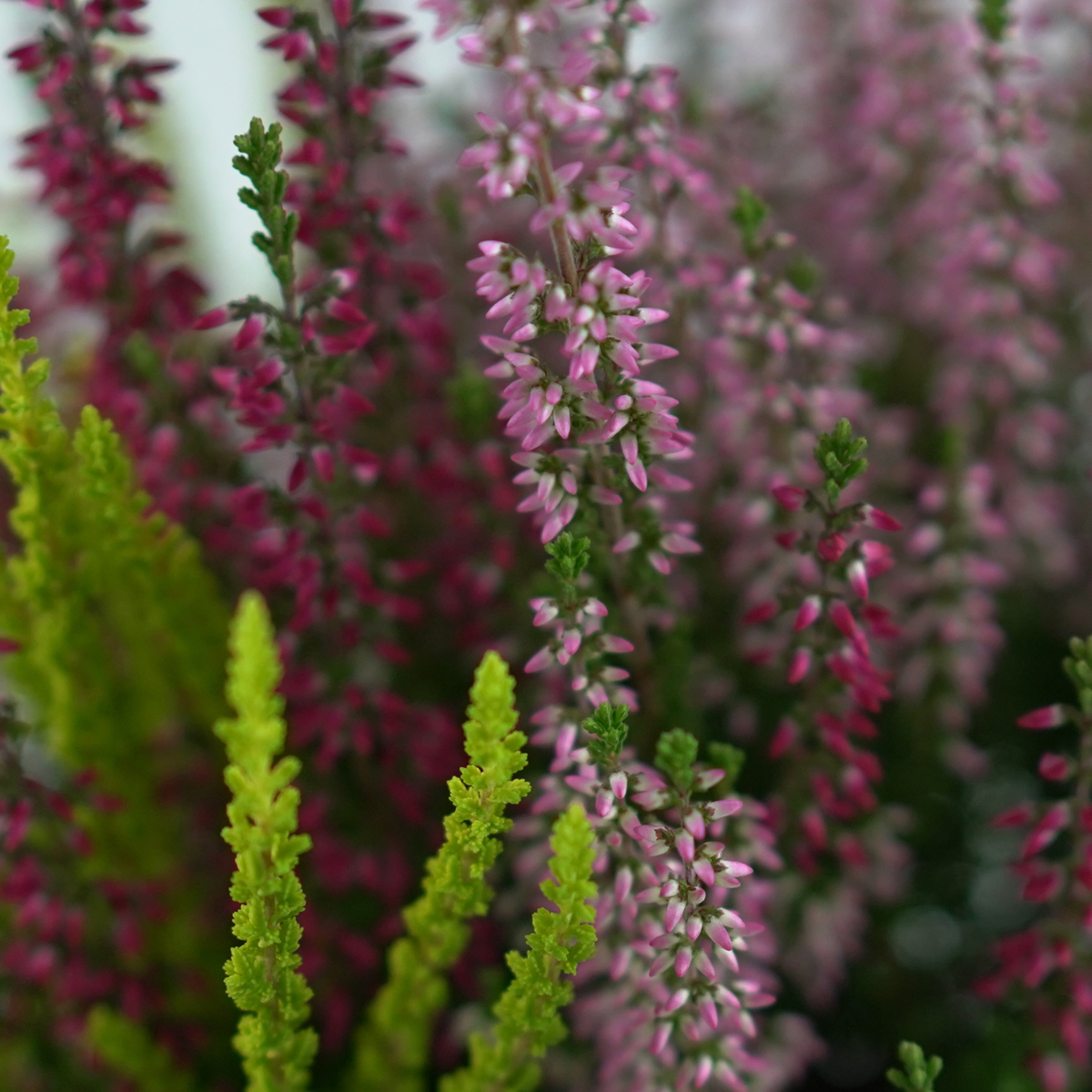 CALLUNA VULGARIS ‘Beauty Ladies Trio’ Wrzos pospolity