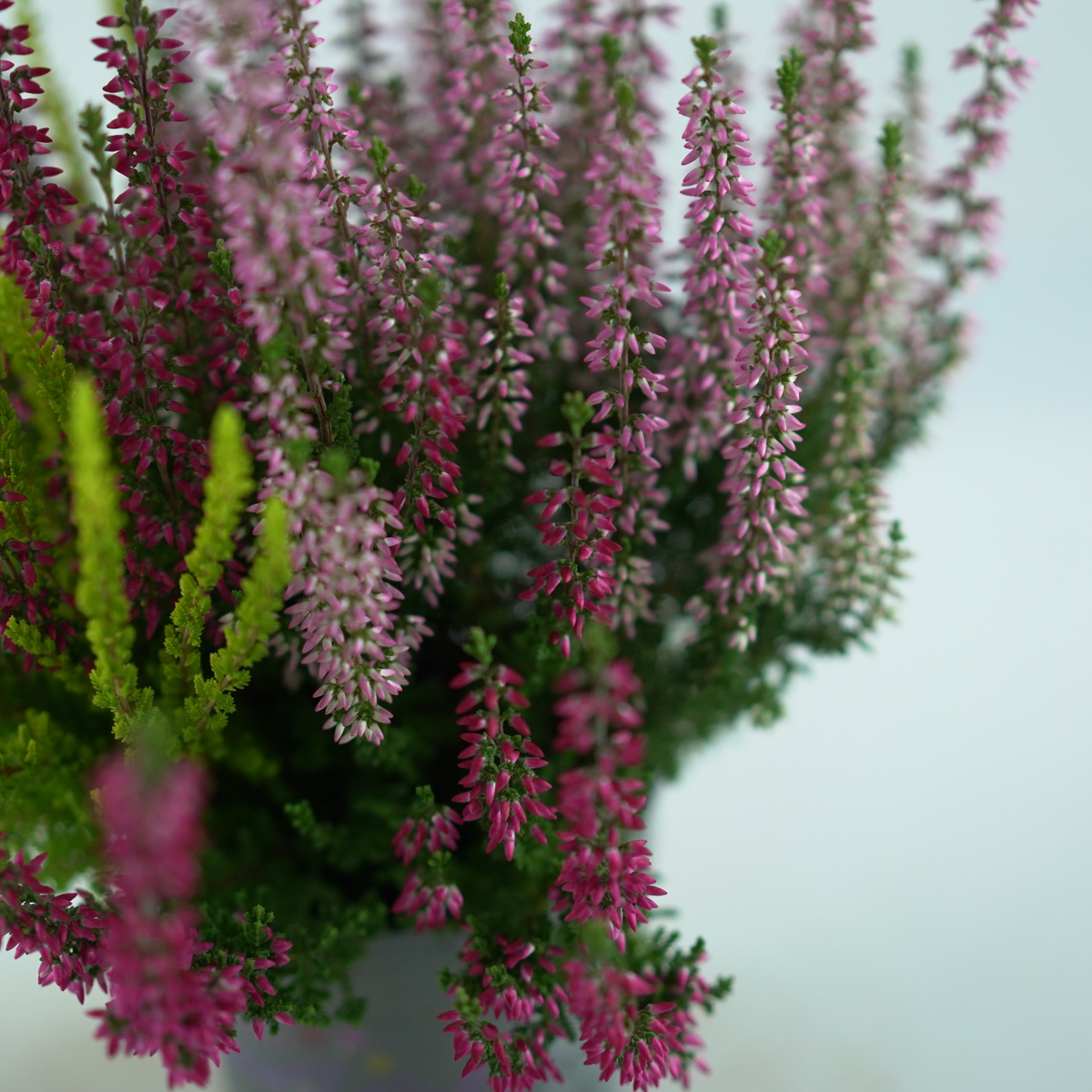 CALLUNA VULGARIS ‘Beauty Ladies Trio’ Wrzos pospolity