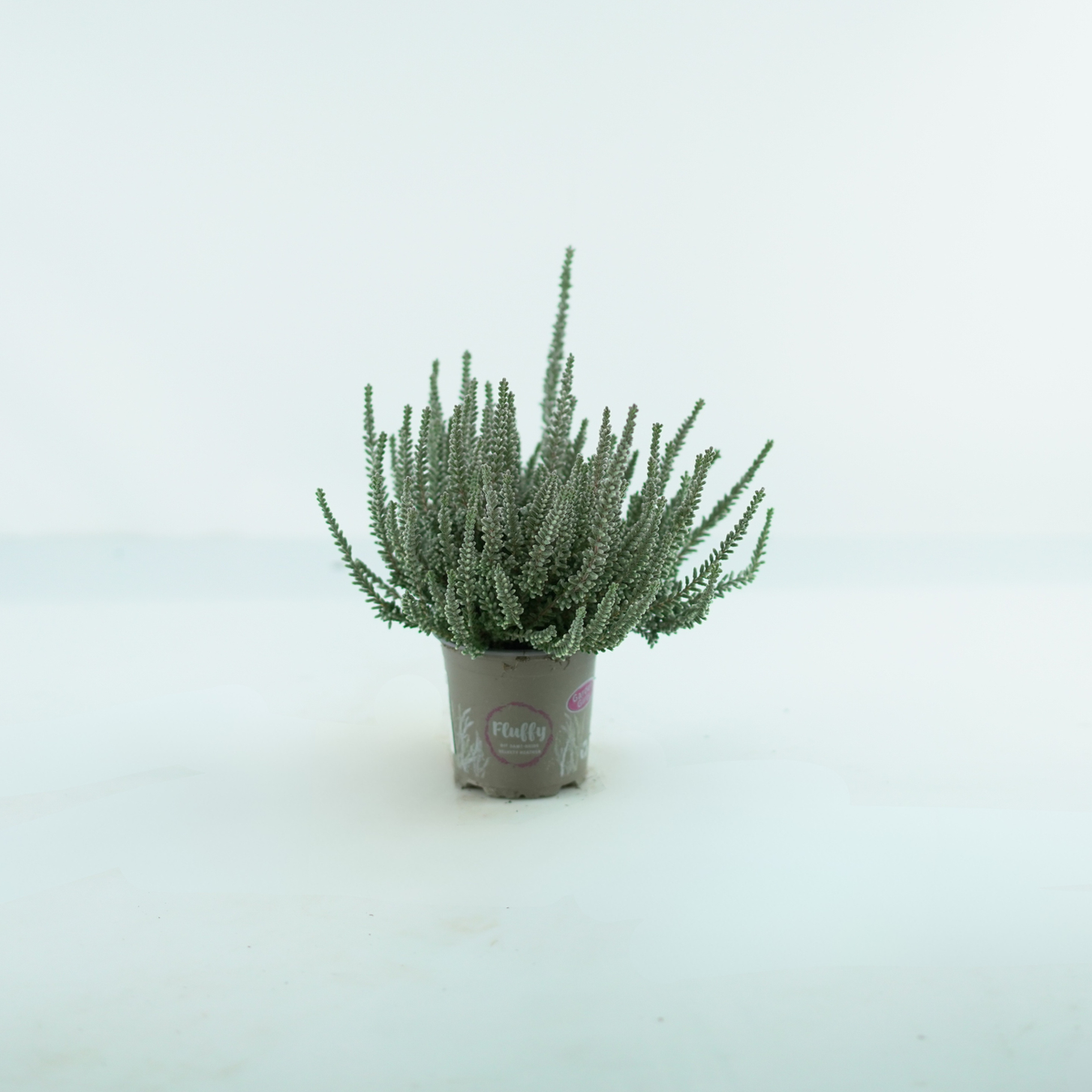 CALLUNA VULGARIS 'Fluffy' Wrzos pospolity