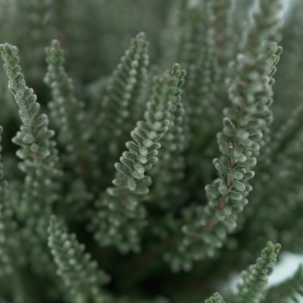 CALLUNA VULGARIS 'Fluffy' Wrzos pospolity