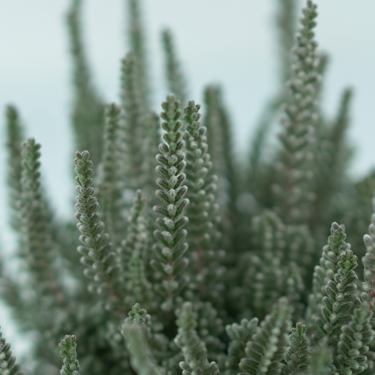 CALLUNA VULGARIS 'Fluffy' Wrzos pospolity