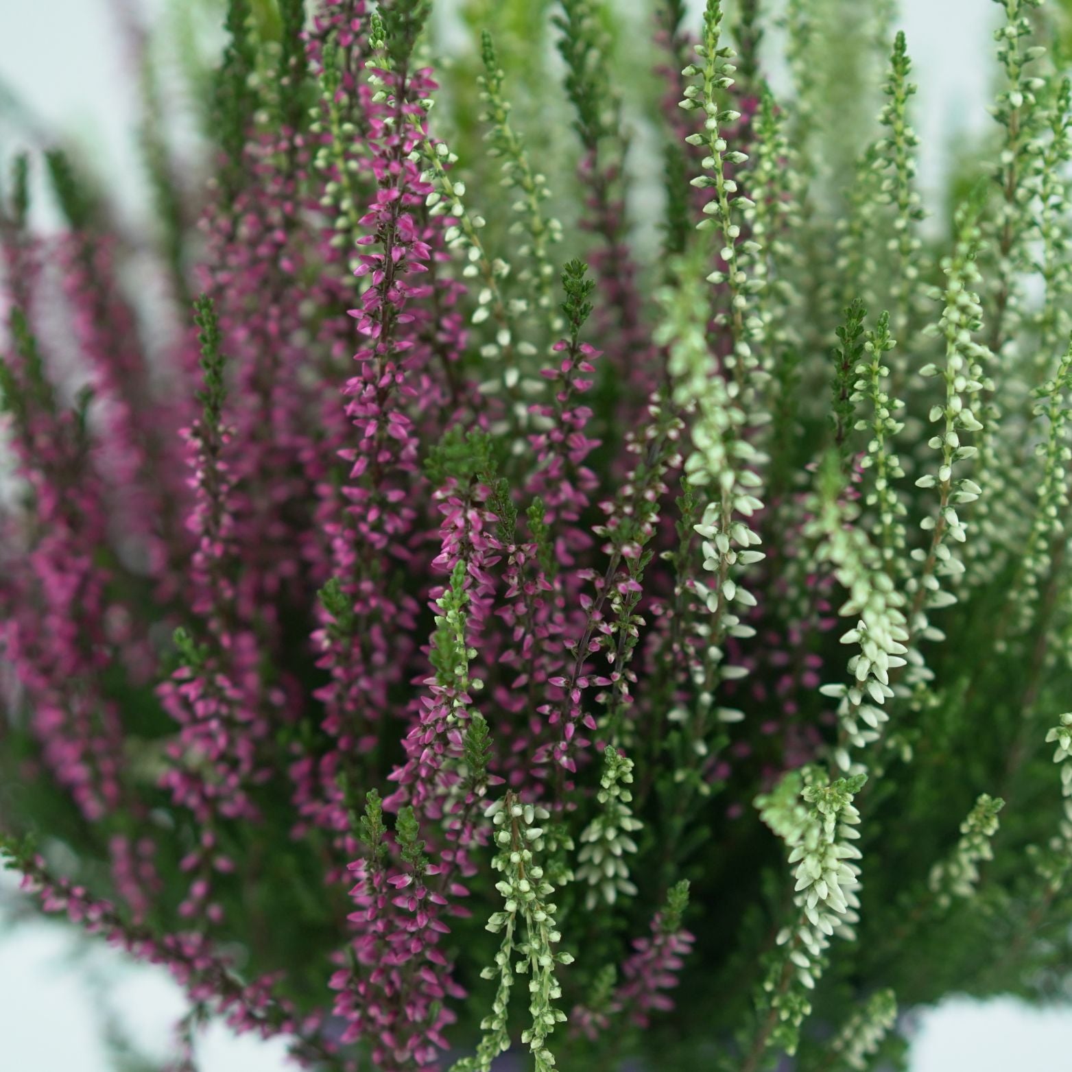 CALLUNA VULGARIS 'GARDEN GIRLS TRIO' Wrzos pospolity