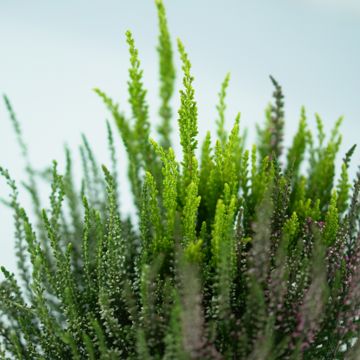 CALLUNA VULGARIS 'GARDEN GIRLS TRIO' Wrzos pospolity